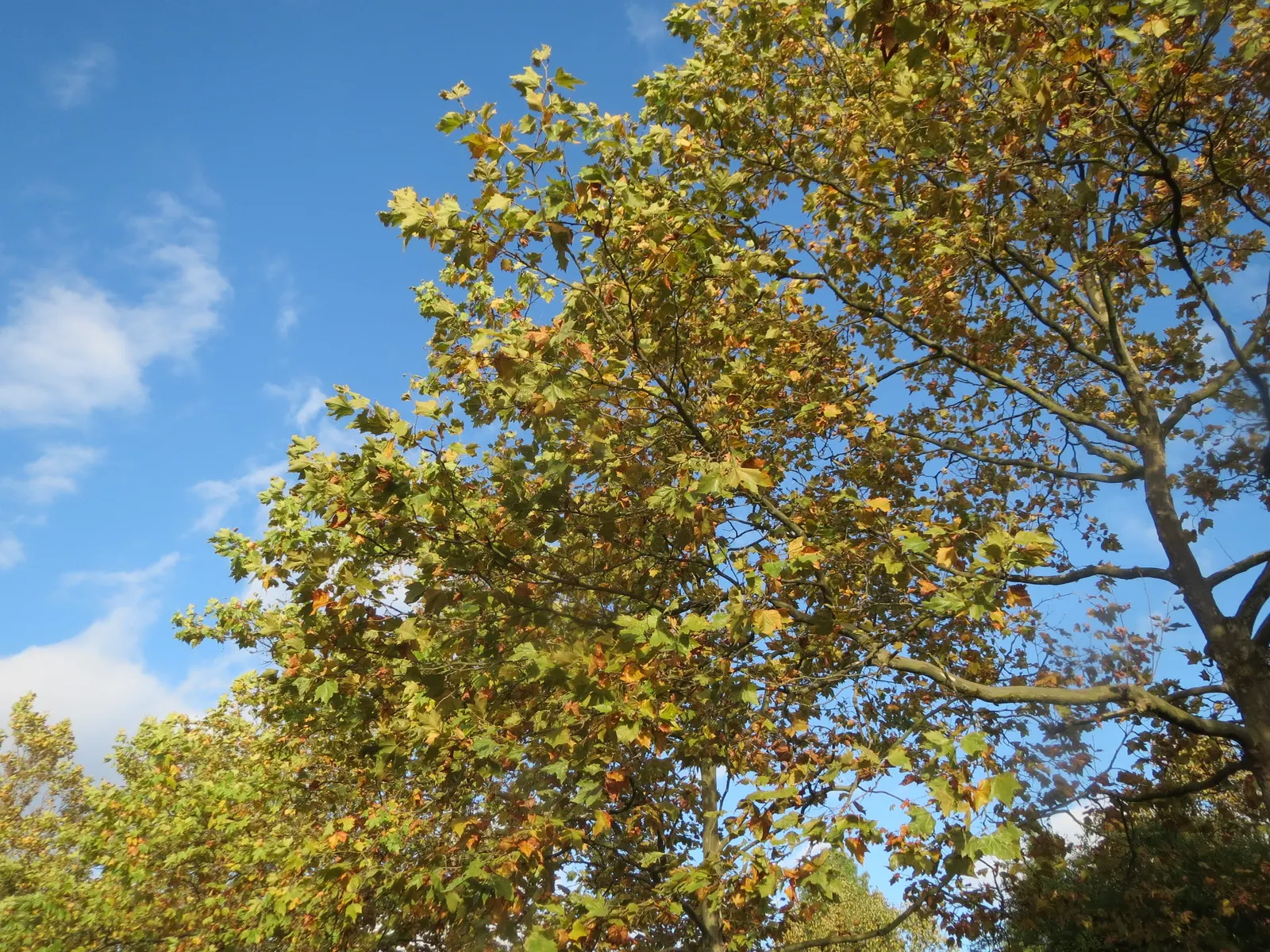 London Plane Tree (Platanus X Hispanica) — Growing up to 100 feet tall with a spread of 80 feet