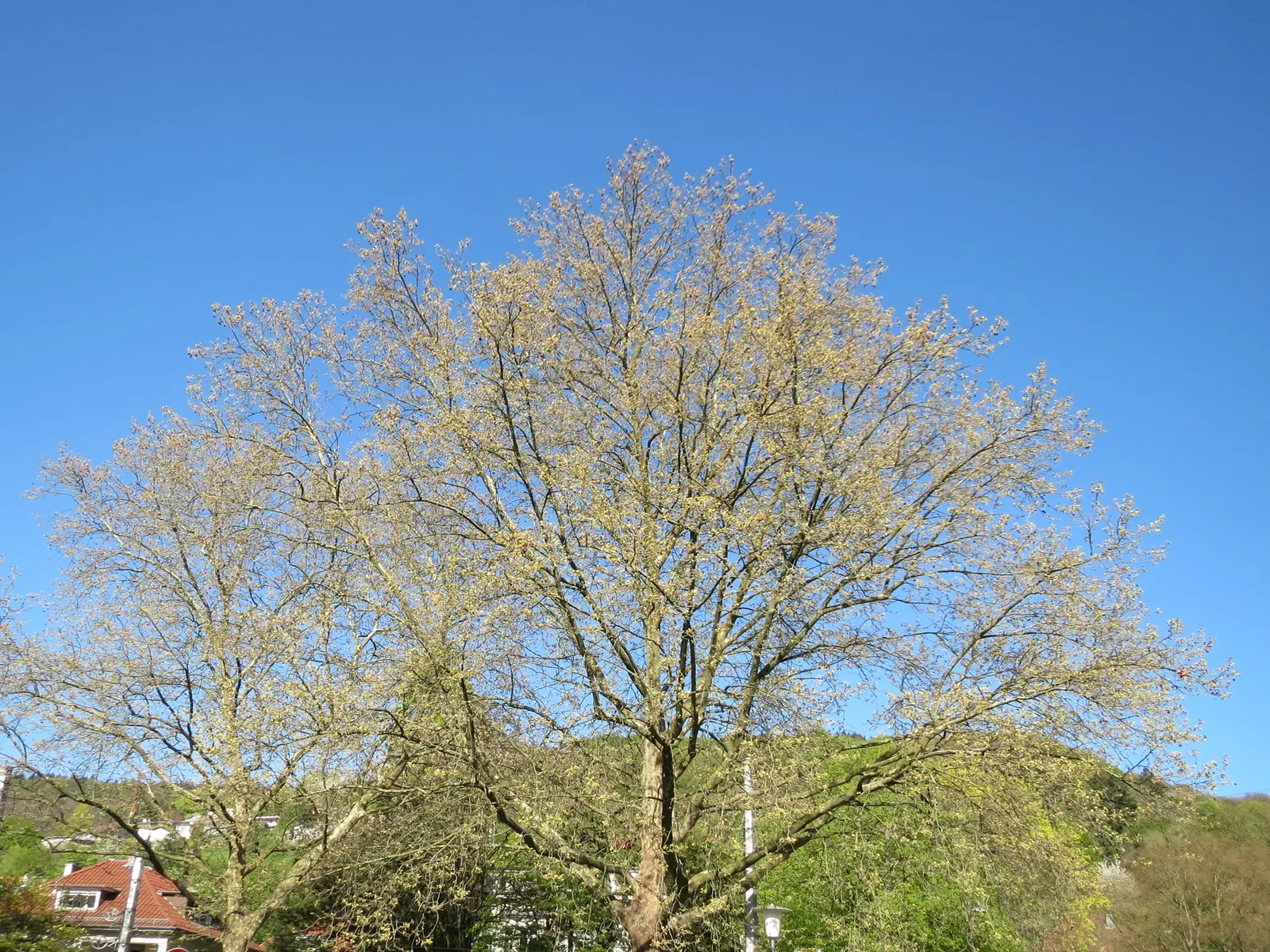 London Plane Tree (Platanus X Hispanica) — London Plane Trees are also known for their resistance to pests and diseases