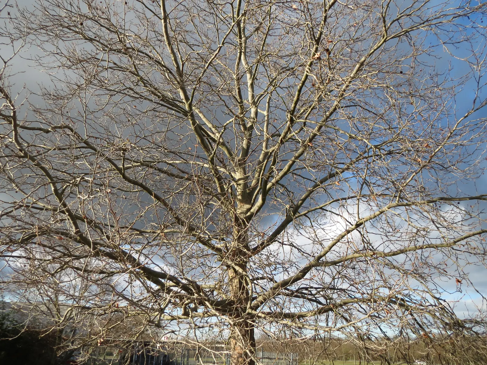 London Plane Tree (Platanus X Hispanica) — Regular watering will encourage a strong establishment especially in the first few years