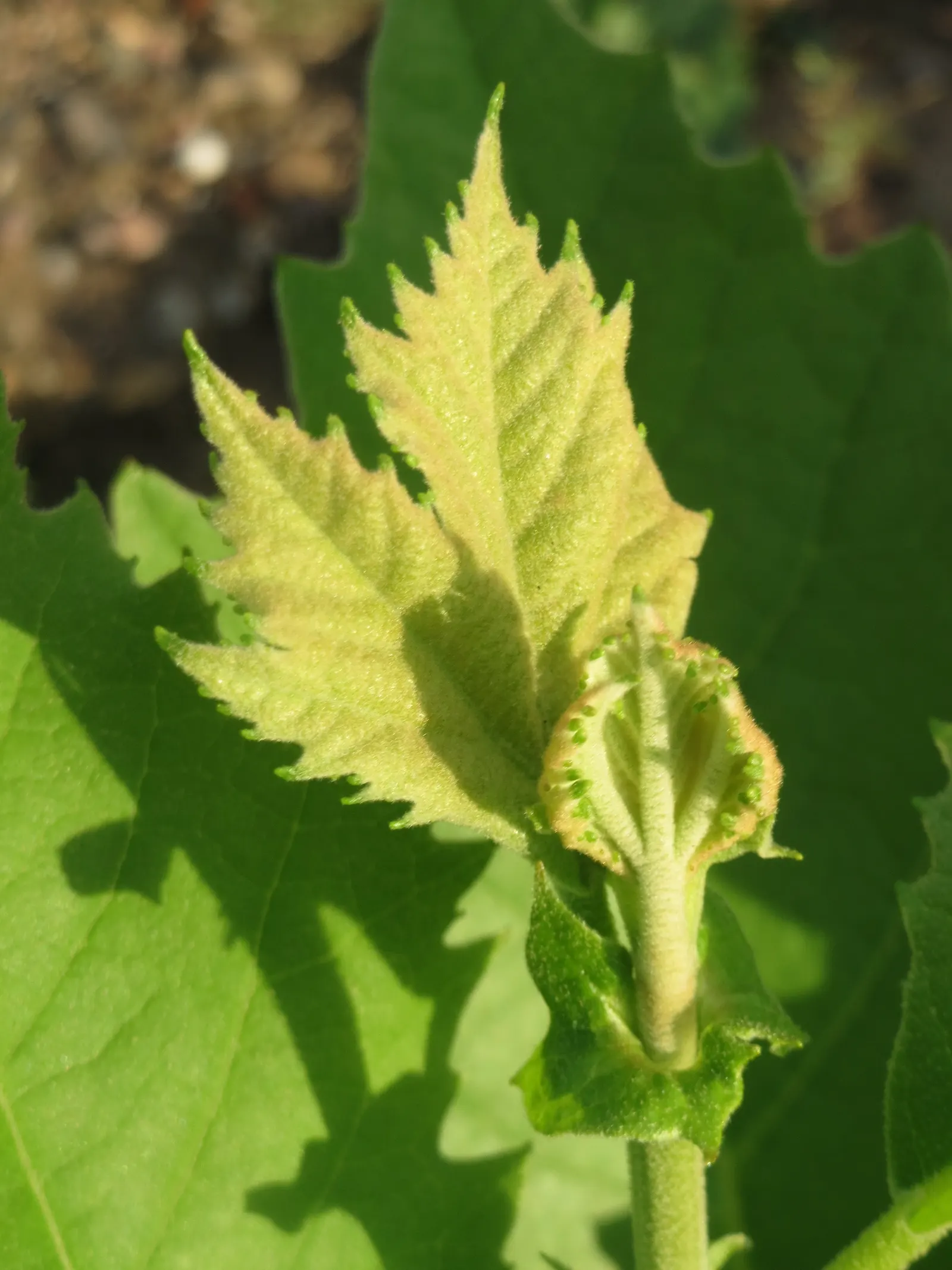 London Plane Tree (Platanus X Hispanica) — Growing up to 100 feet tall with a spread of 80 feet; ensure it is positioned to enjoy full sun to, image 72