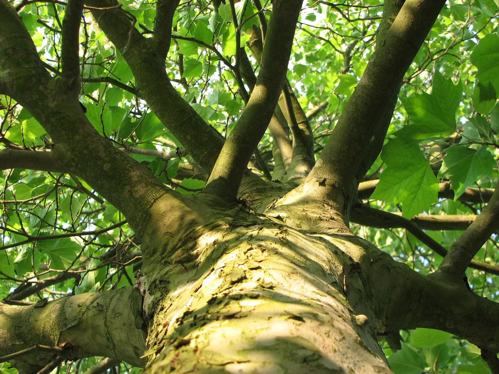 London Plane Tree (Platanus X Hispanica) — Widely appreciated for its adaptability and grandeur