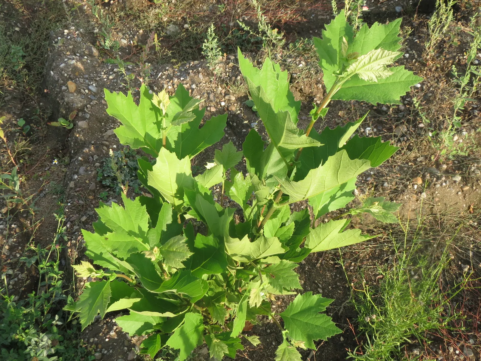 London Plane Tree (Platanus X Hispanica) — Adaptable to various soils; scientifically known as Platanus x hispanica, image 51