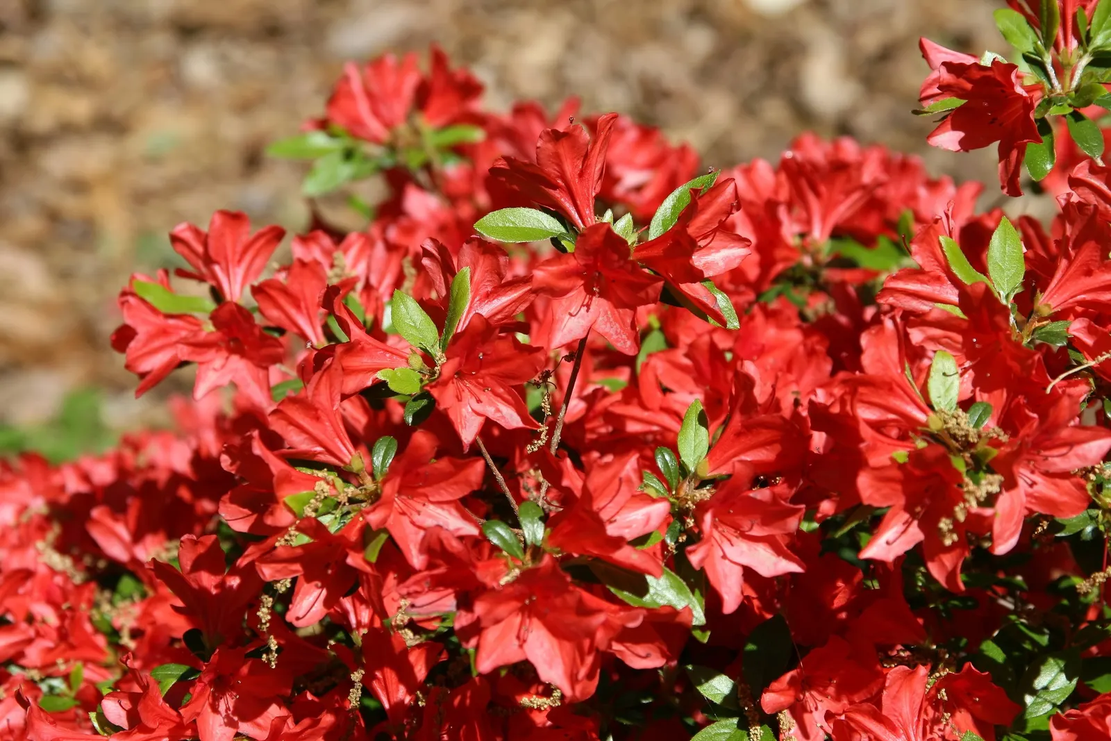 Azalea Red Bird (Azalea 'Red Bird') — Azalea 'Red Bird' is a vibrant semi-evergreen shrub, standing 3-5ft in height with a similar spread