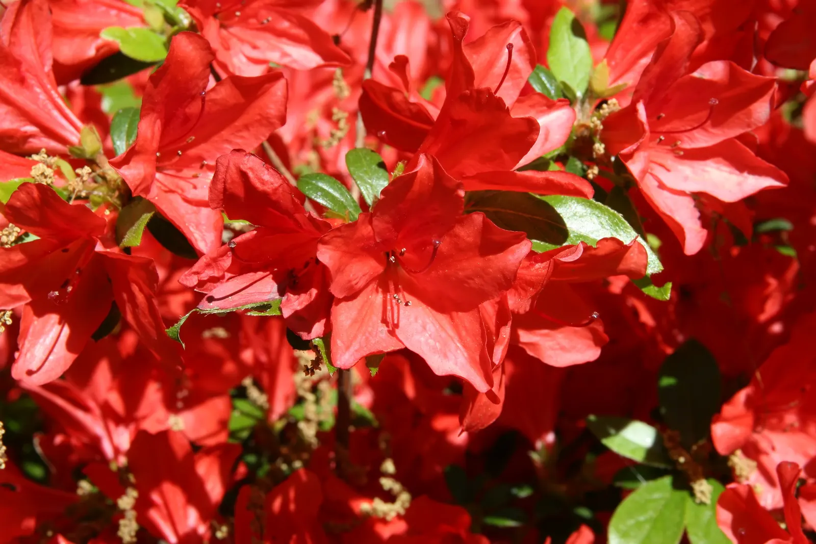 Azalea Red Bird (Azalea 'Red Bird') — Esteemed for its profuse red flowers, which adorn the plant in spring, complementing its lustrous green leaves