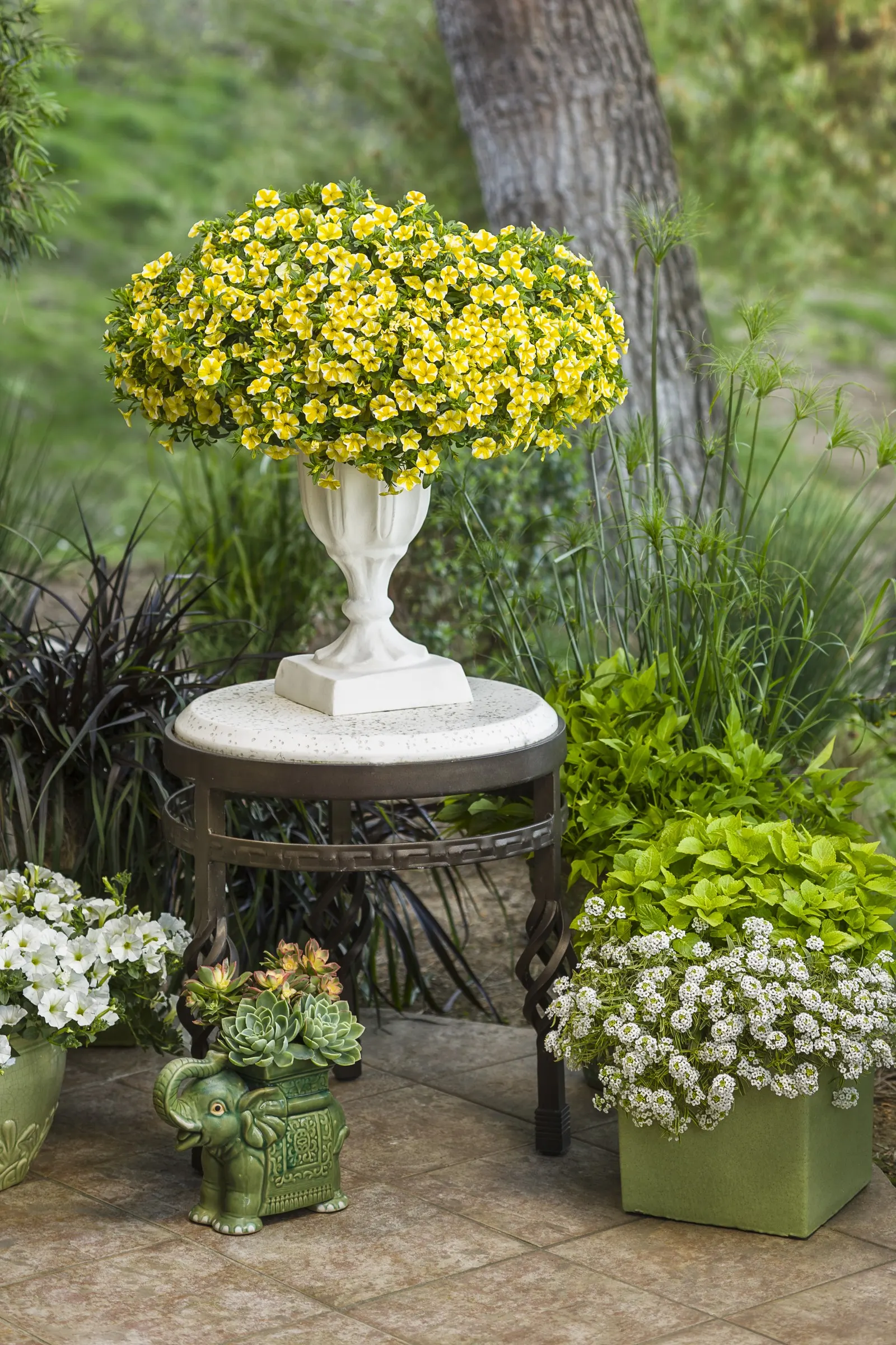 Lemon Slice® Calibrachoa — commonly referred to as Lemon Slice® Calibrachoa