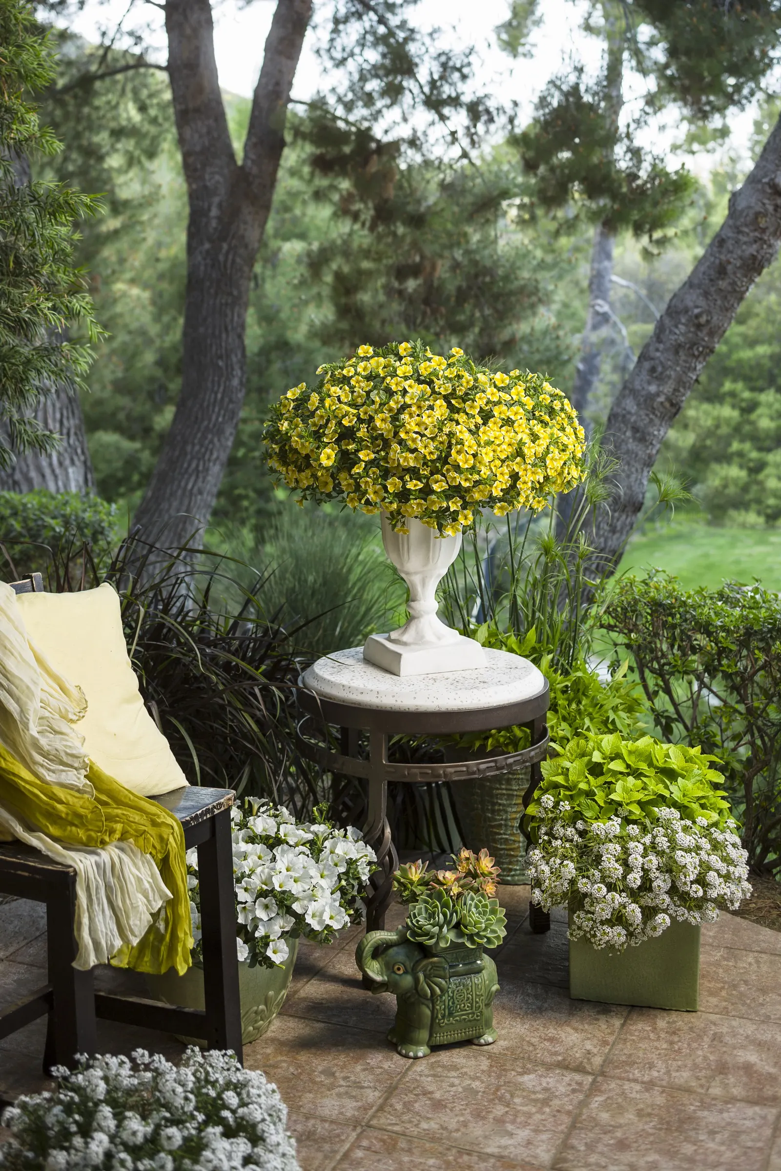 Lemon Slice® Calibrachoa — annual for full