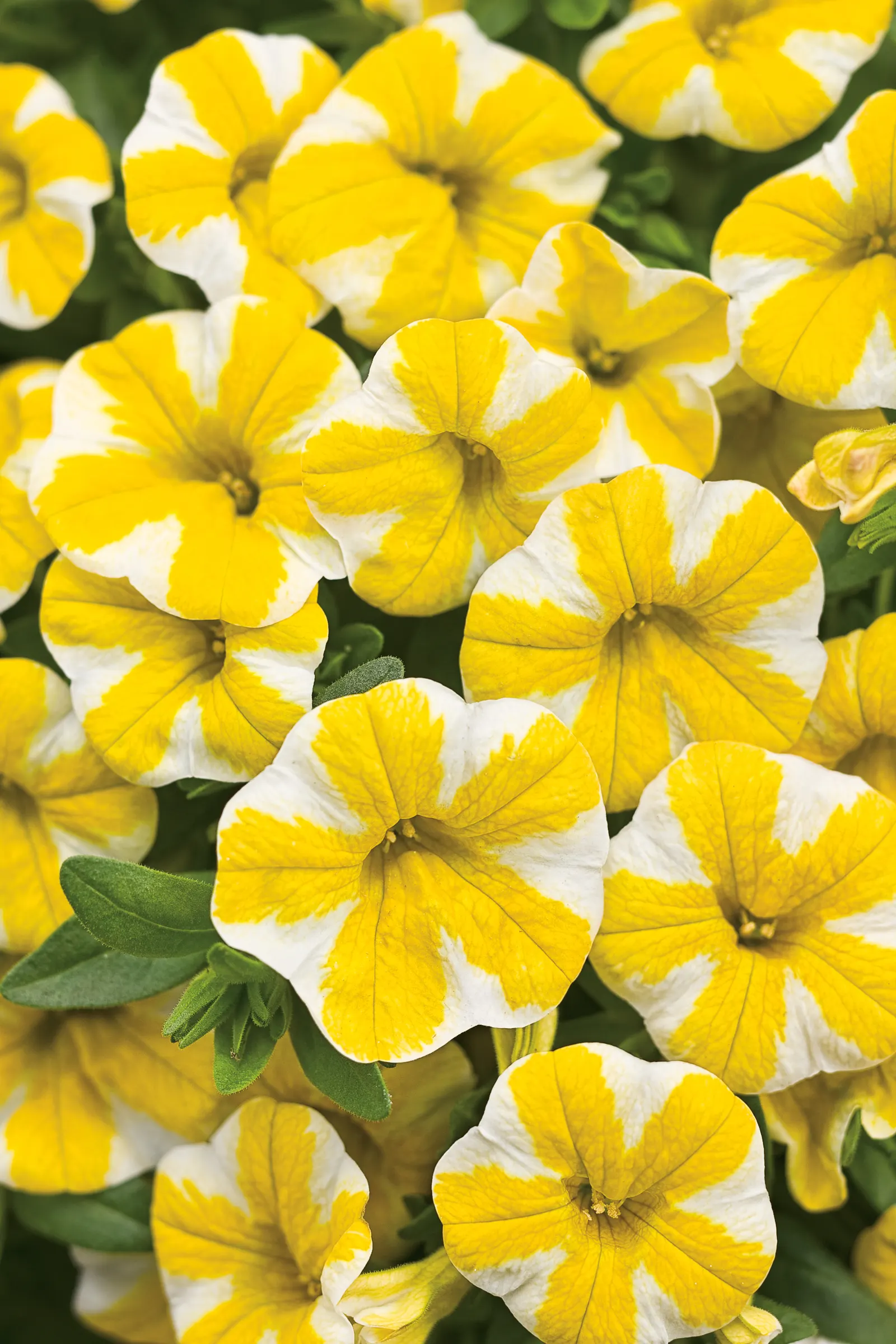 Lemon Slice® Calibrachoa — is a mounding trailing annual with crisp yellow-and-white pinwheel blooms and green foliage; and mixed summer combinations