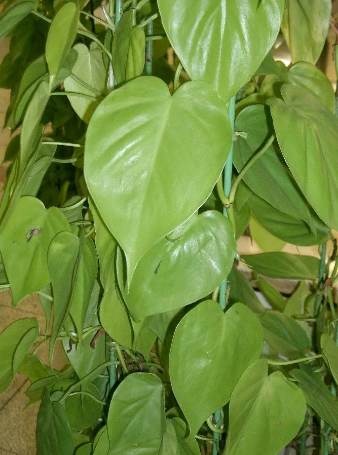 Heart-Leaf Philodendron (Philodendron Scandens Oxycardium) — It thrives in indirect light, creating a lush understorey in shaded areas