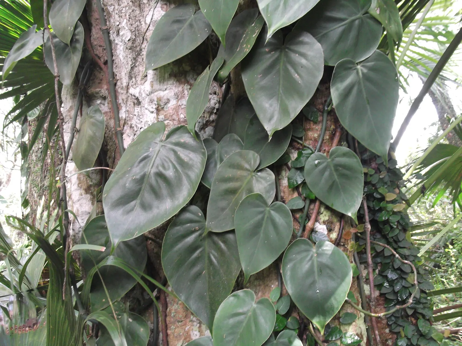 Heart-Leaf Philodendron (Philodendron Scandens Oxycardium) — is a vigorous trailing or climbing plant with rich green