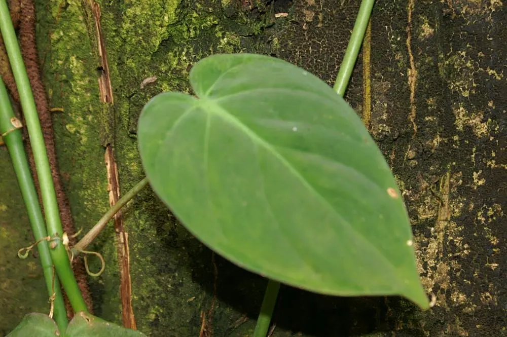 Heart-Leaf Philodendron (Philodendron Scandens Oxycardium) — This evergreen perennial is renowned for its sprawling vine habit