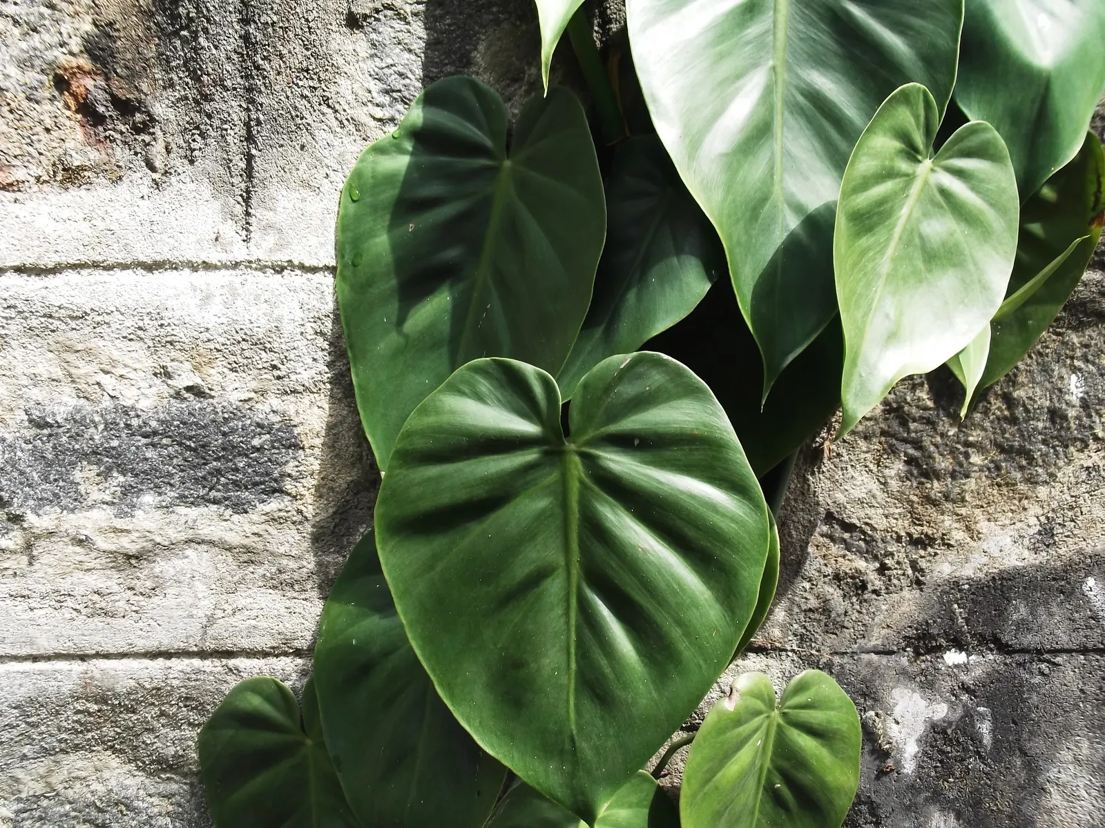 Heart-Leaf Philodendron (Philodendron Scandens Oxycardium) — heart-shaped leaves reaching up to 2-4 inches long