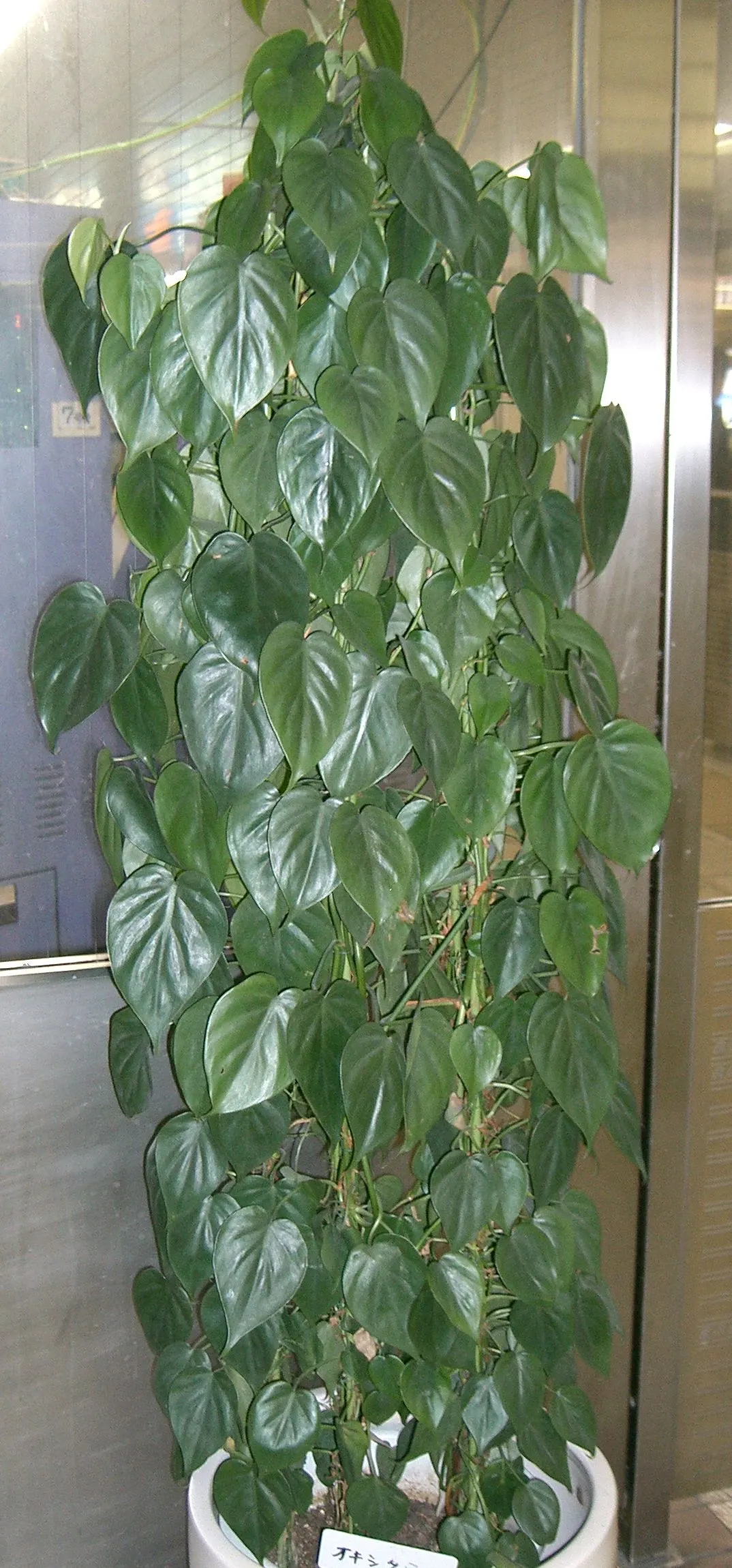 Heart-Leaf Philodendron (Philodendron Scandens Oxycardium) — Perfect for adding texture and a tropical feel to spaces both indoors and out