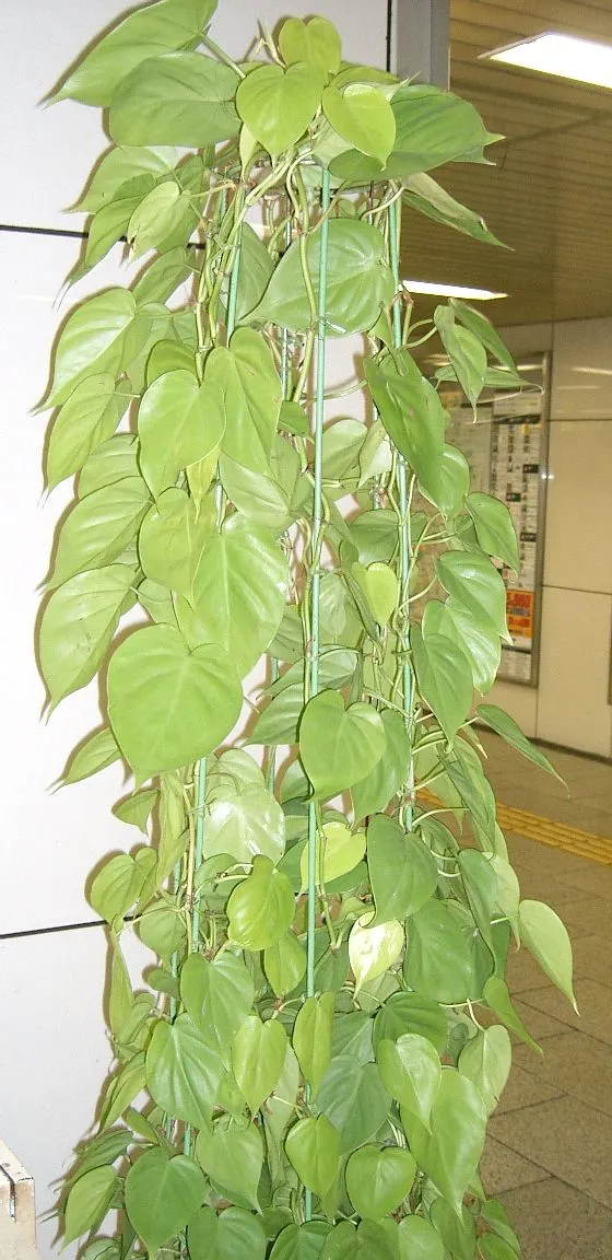 Heart-Leaf Philodendron (Philodendron Scandens Oxycardium) — With minimal care, including watering when soil is dry, it can grow several feet