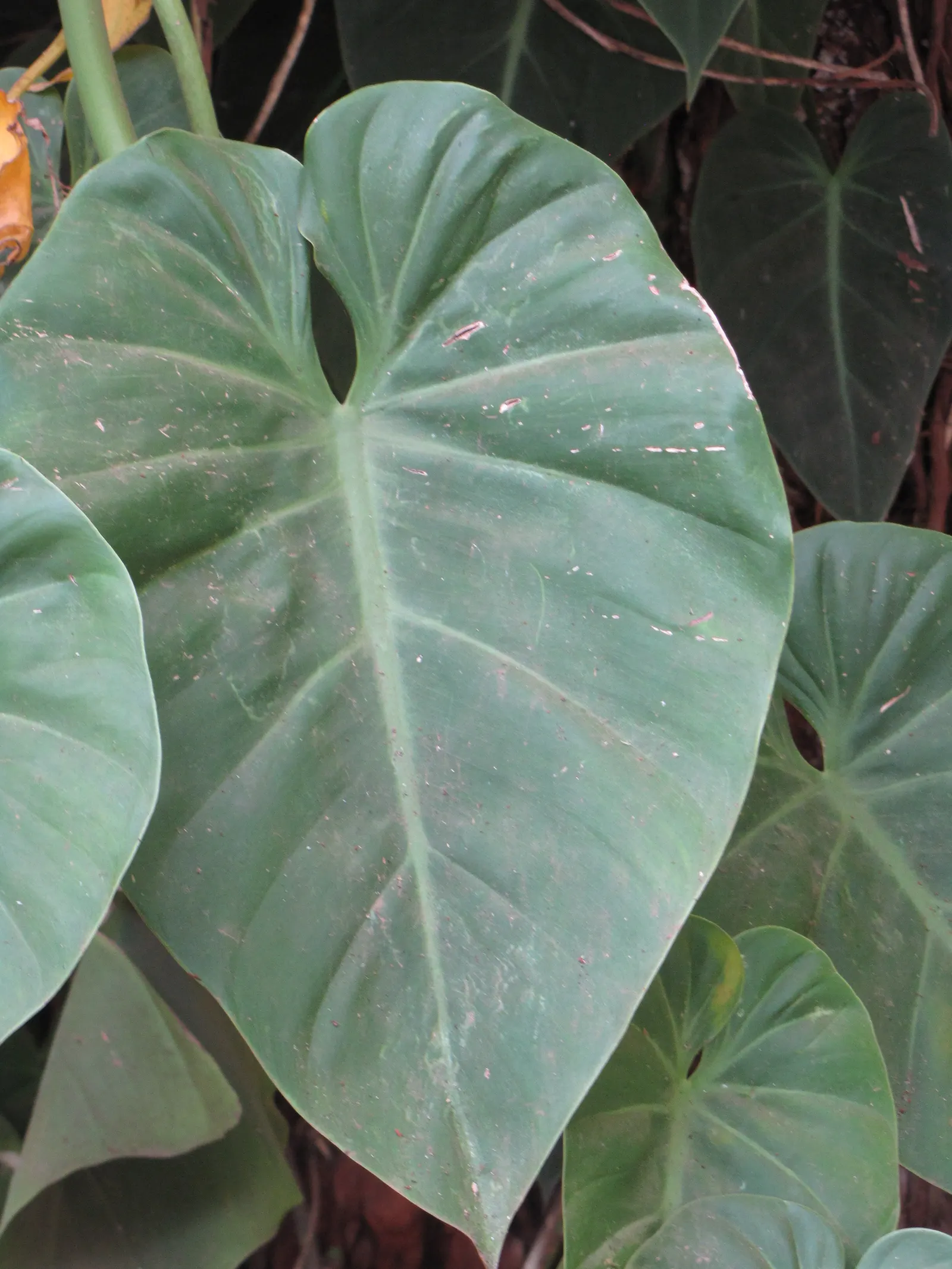 Heart-Leaf Philodendron (Philodendron Scandens Oxycardium) — scientifically known as Philodendron scandens oxycardium