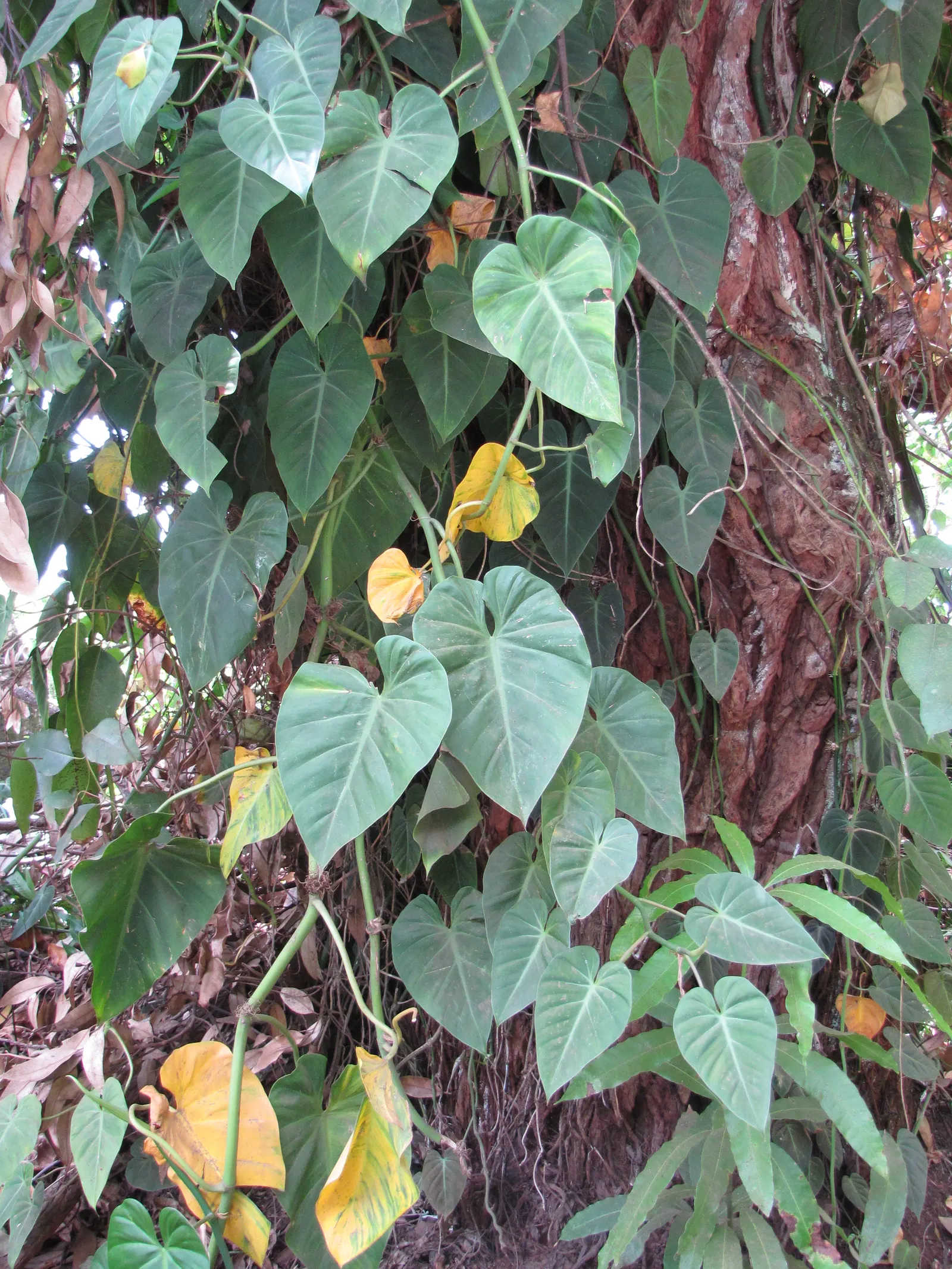 Heart-Leaf Philodendron (Philodendron Scandens Oxycardium) — is a versatile and popular choice for a touch of lush greenery in any garden design