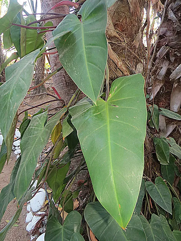 Heart-Leaf Philodendron (Philodendron Scandens Oxycardium) — Title: Heart-Leaf Philodendron (Philodendron scandens oxycardium) Overview<br><br>The Heart-Leaf