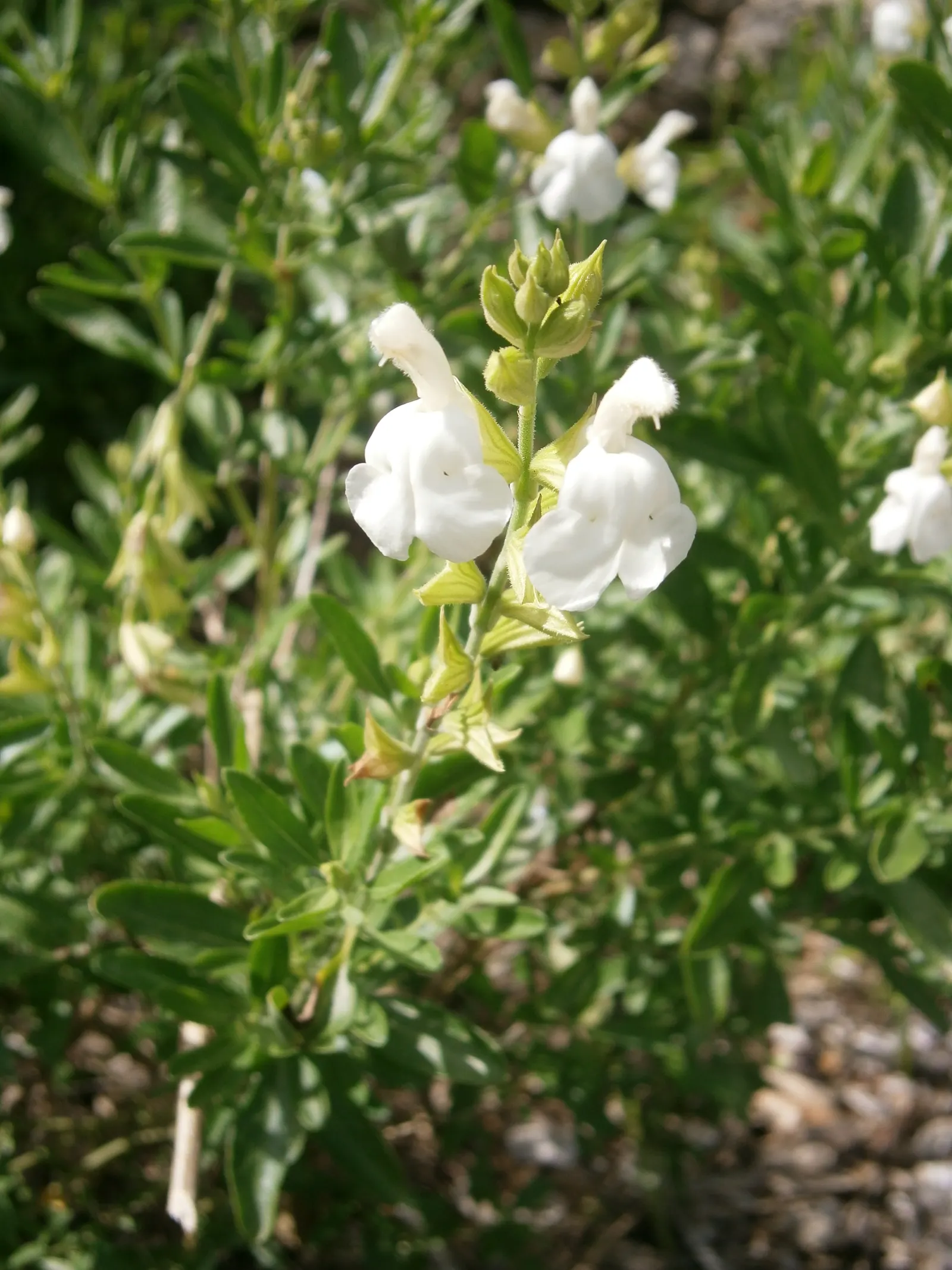 White Autumn Sage (Salvia Greggii 'Alba') — noteworthy for its pristine white flowers