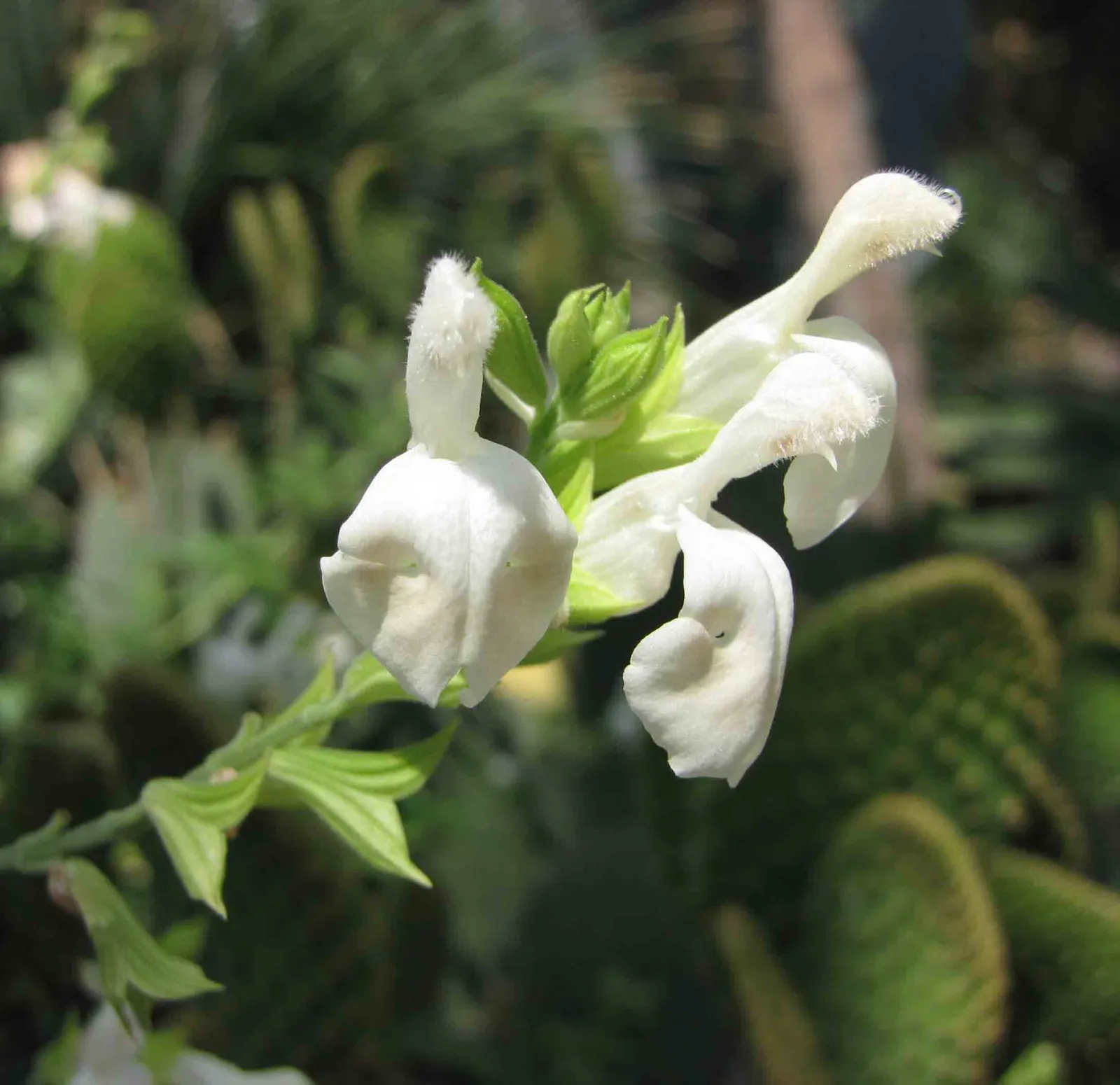 White Autumn Sage (Salvia Greggii 'Alba') — Drought-resistant, it prefers well-drained soils and full sun
