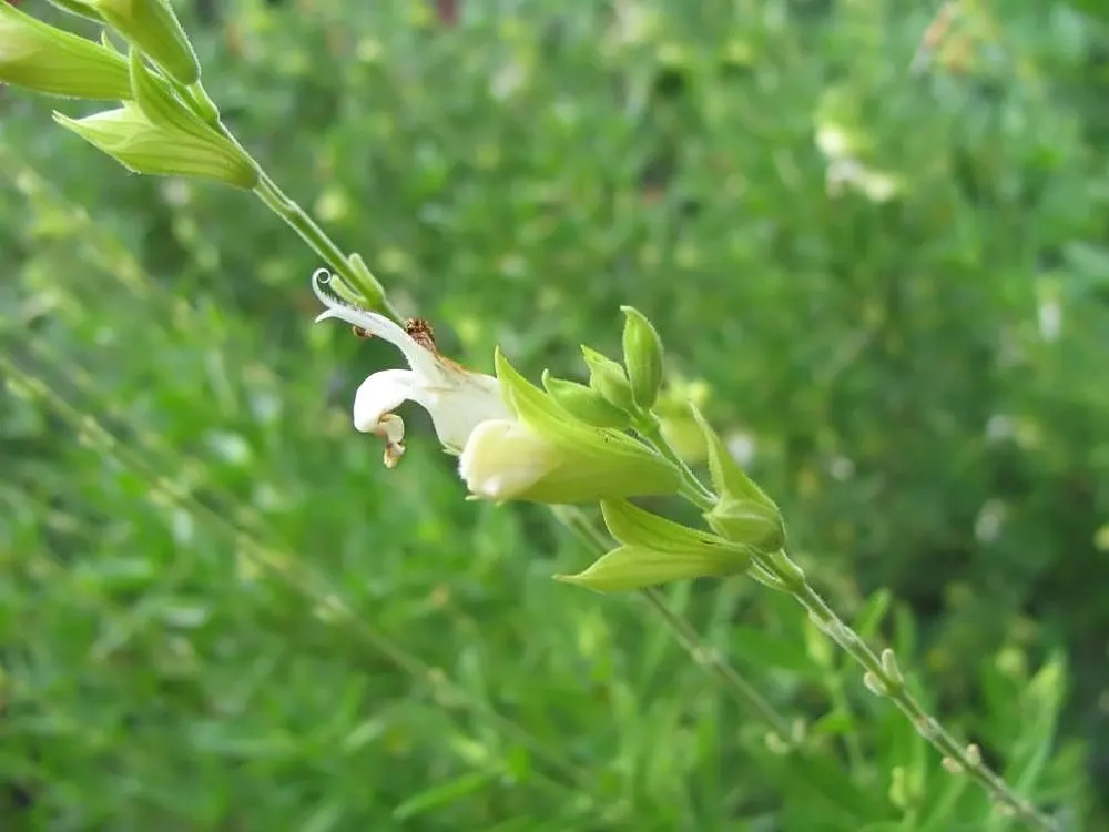White Autumn Sage (Salvia Greggii 'Alba') — Its bloom season stretches from spring to frost, providing continuous interest