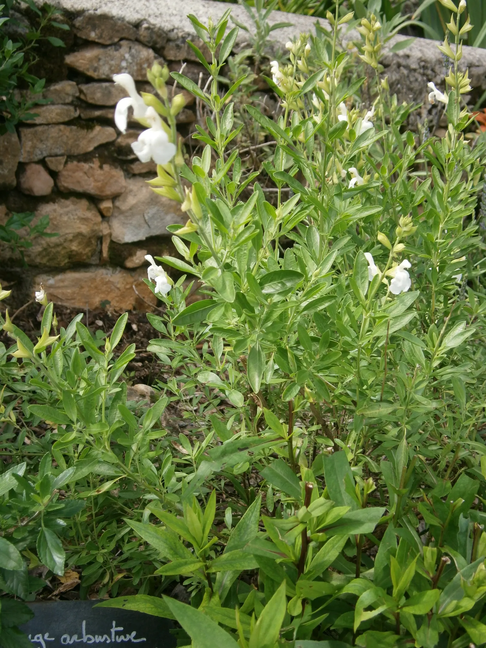 White Autumn Sage (Salvia Greggii 'Alba') — Thriving in USDA zones 6-9, it reaches 2-3 feet in height and width