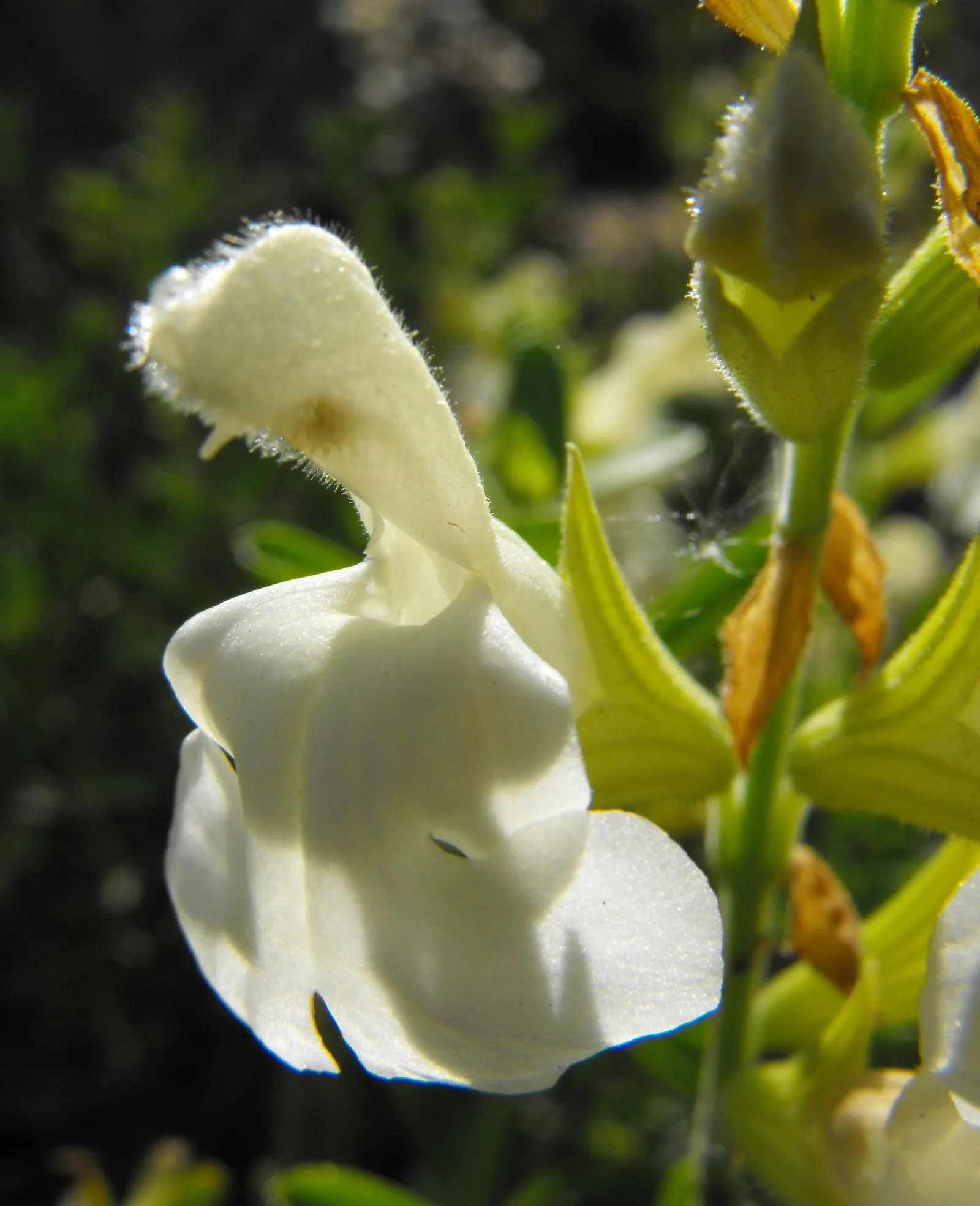 White Autumn Sage (Salvia Greggii 'Alba') — The White Autumn Sage (Salvia greggii 'Alba') is a compact perennial shrub