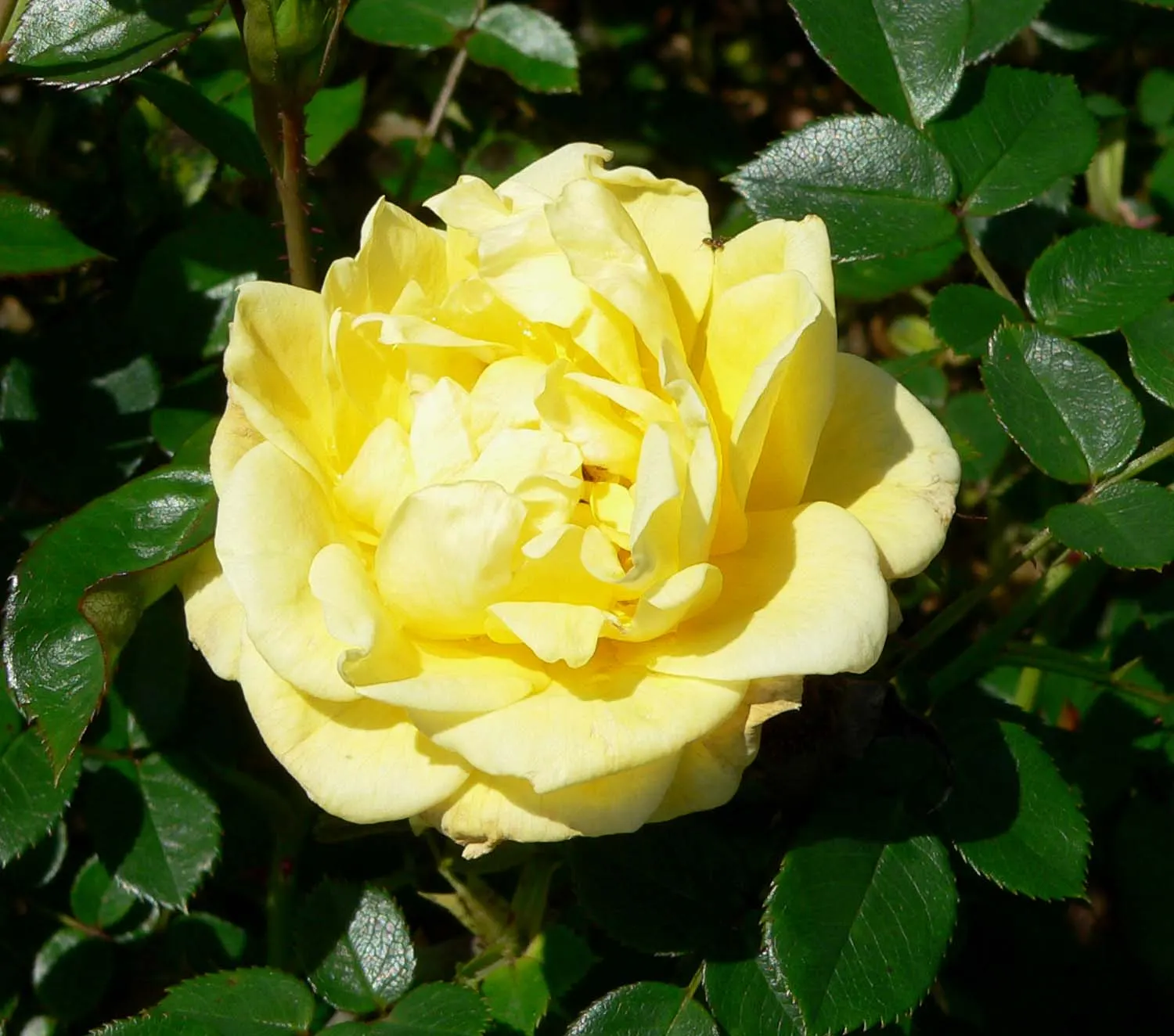 Dorola Garden Rose (Rosa 'Dorola') — Rosa 'Dorola' is an exquisite garden rose with a compact