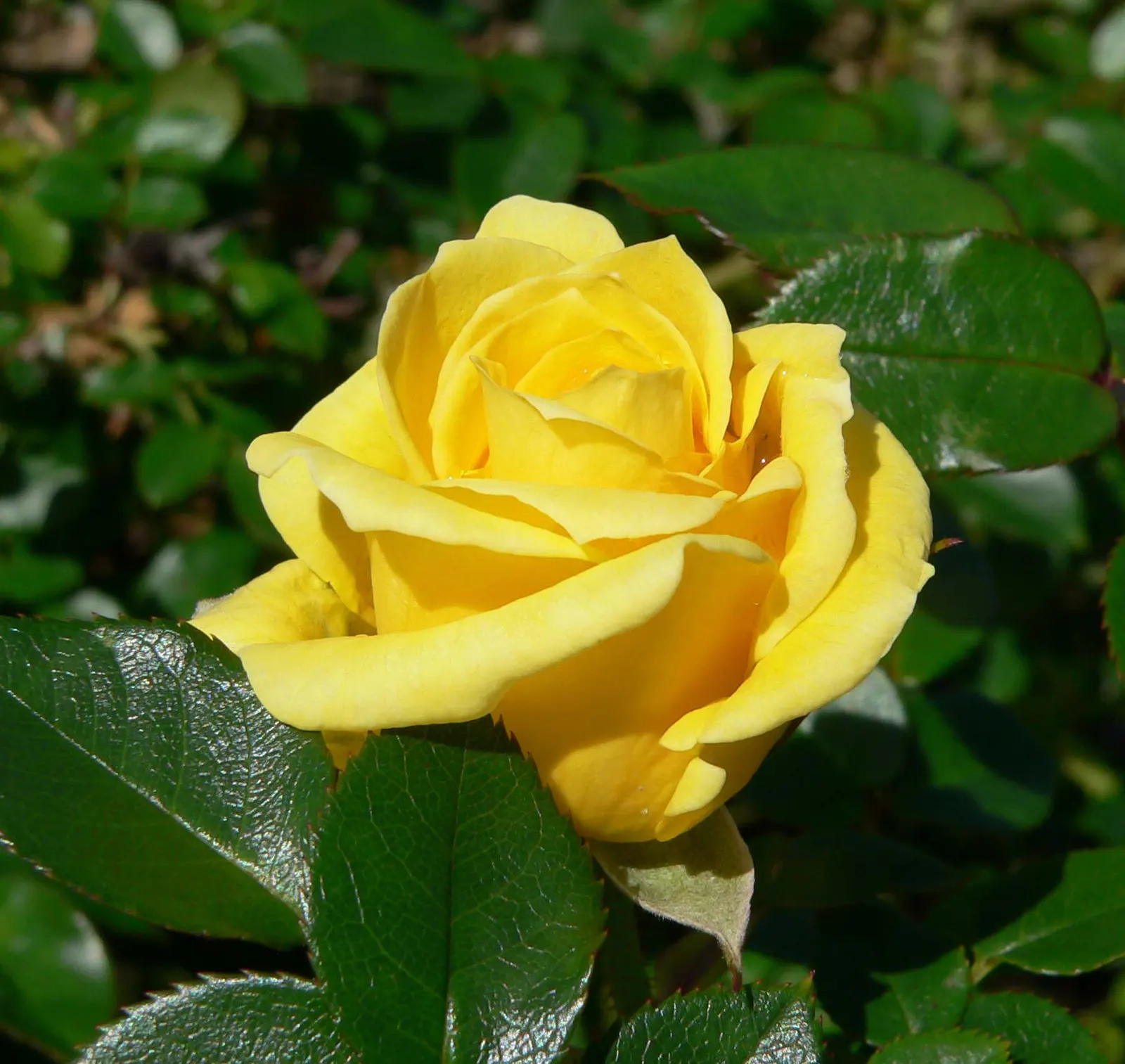 Dorola Garden Rose (Rosa 'Dorola') — reaching up to 3 feet in height and spread