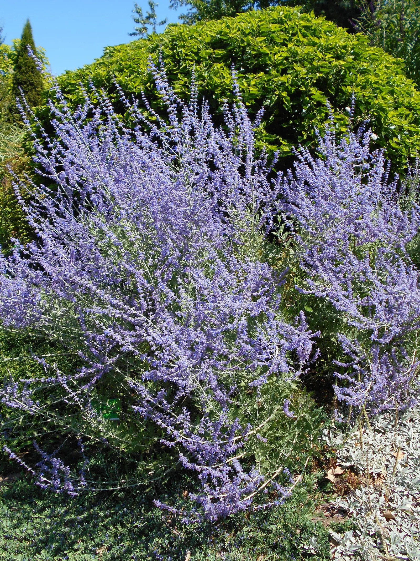 Little Spire Russian Sage (Perovskia 'Little Spire') — make it ideal for small spaces and borders where a touch of vibrant color and texture is desired