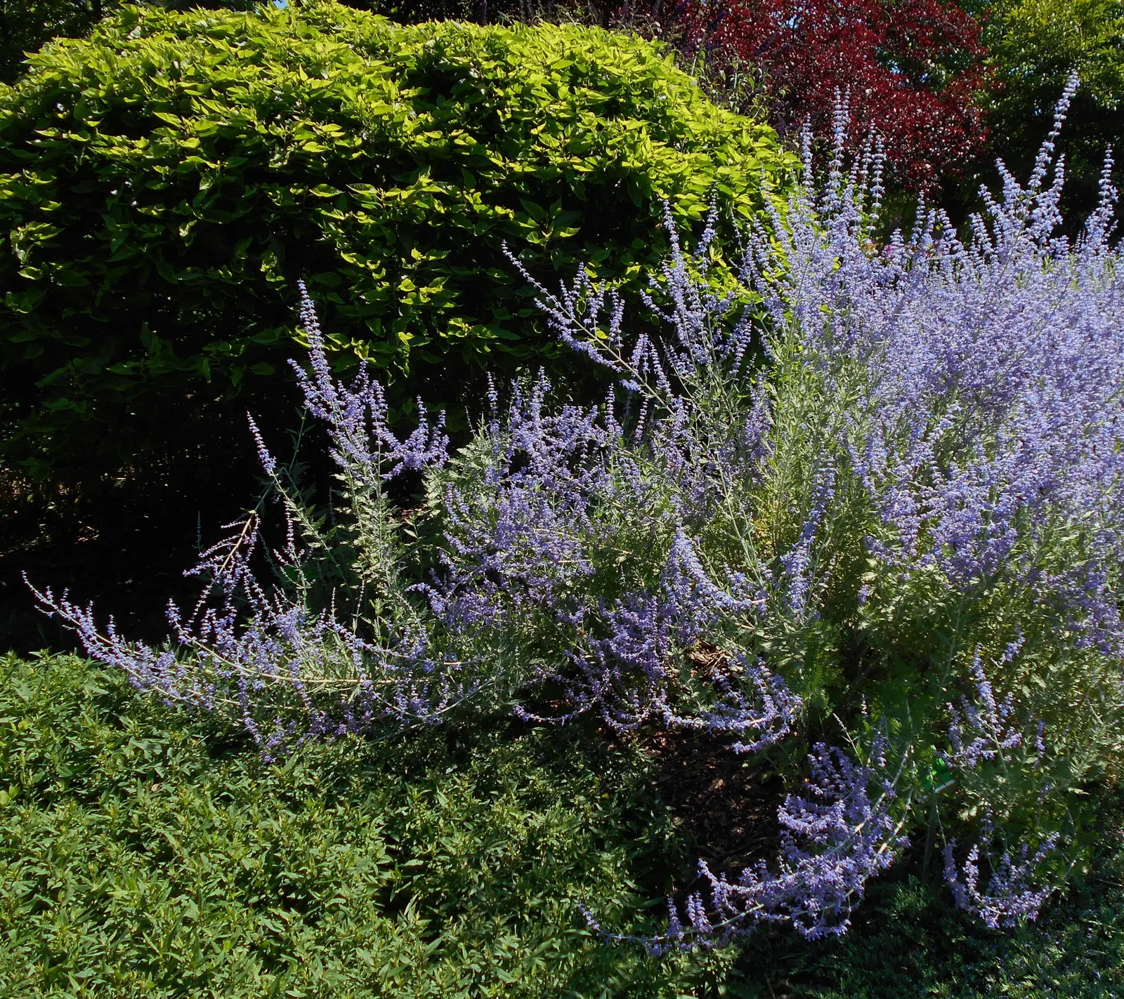 Little Spire Russian Sage (Perovskia 'Little Spire') — commonly known as Little Spire Russian Sage