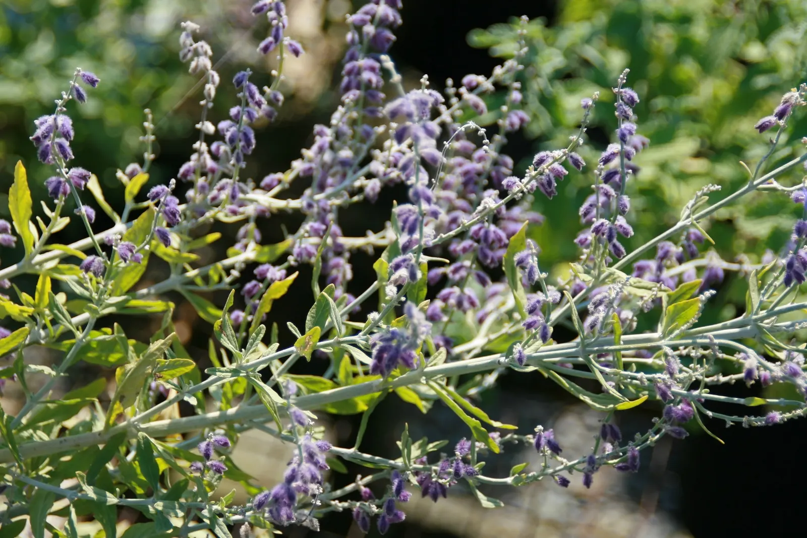 Little Spire Russian Sage (Perovskia 'Little Spire') — It matures to 2 feet in height with a 1.5-foot spread