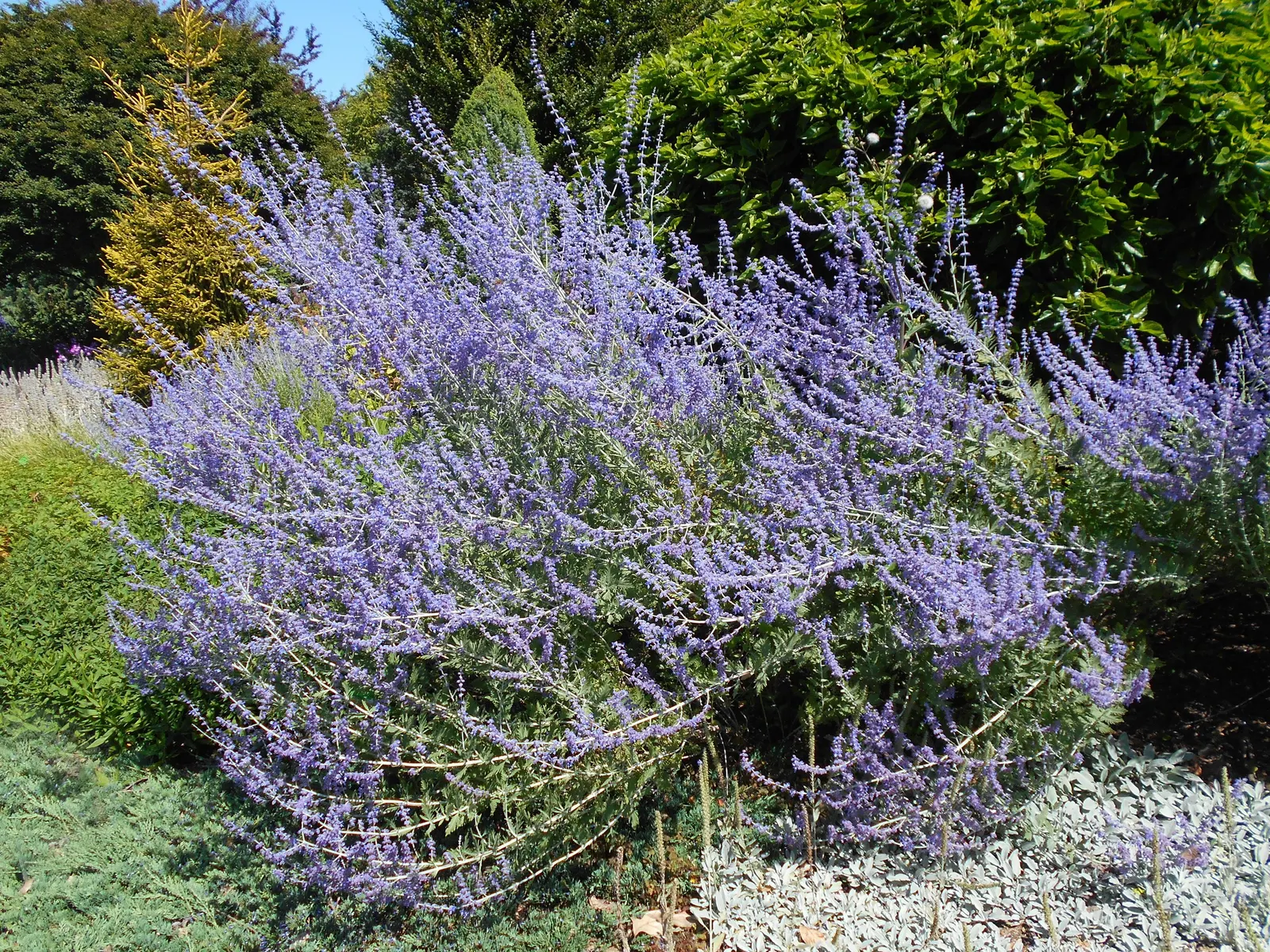 Little Spire Russian Sage (Perovskia 'Little Spire') — Its upright habit and long blooming period