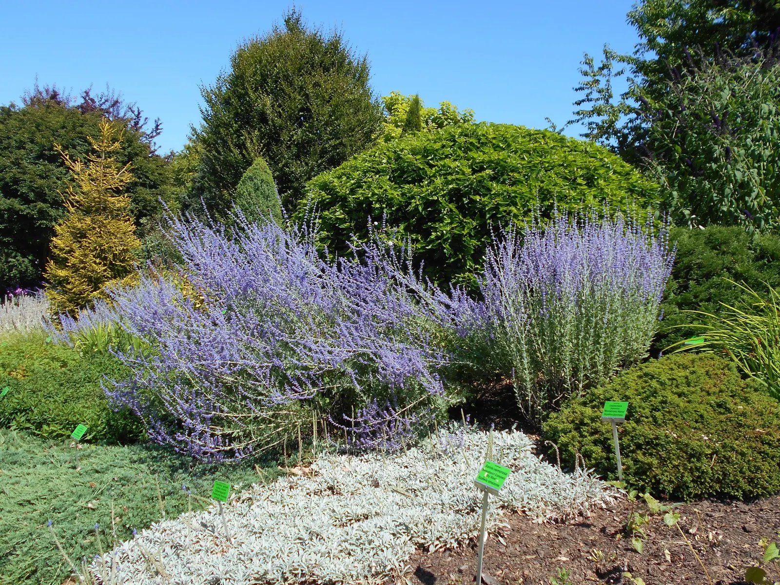 Little Spire Russian Sage (Perovskia 'Little Spire') — is a compact herbaceous perennial that brings a touch of feathery