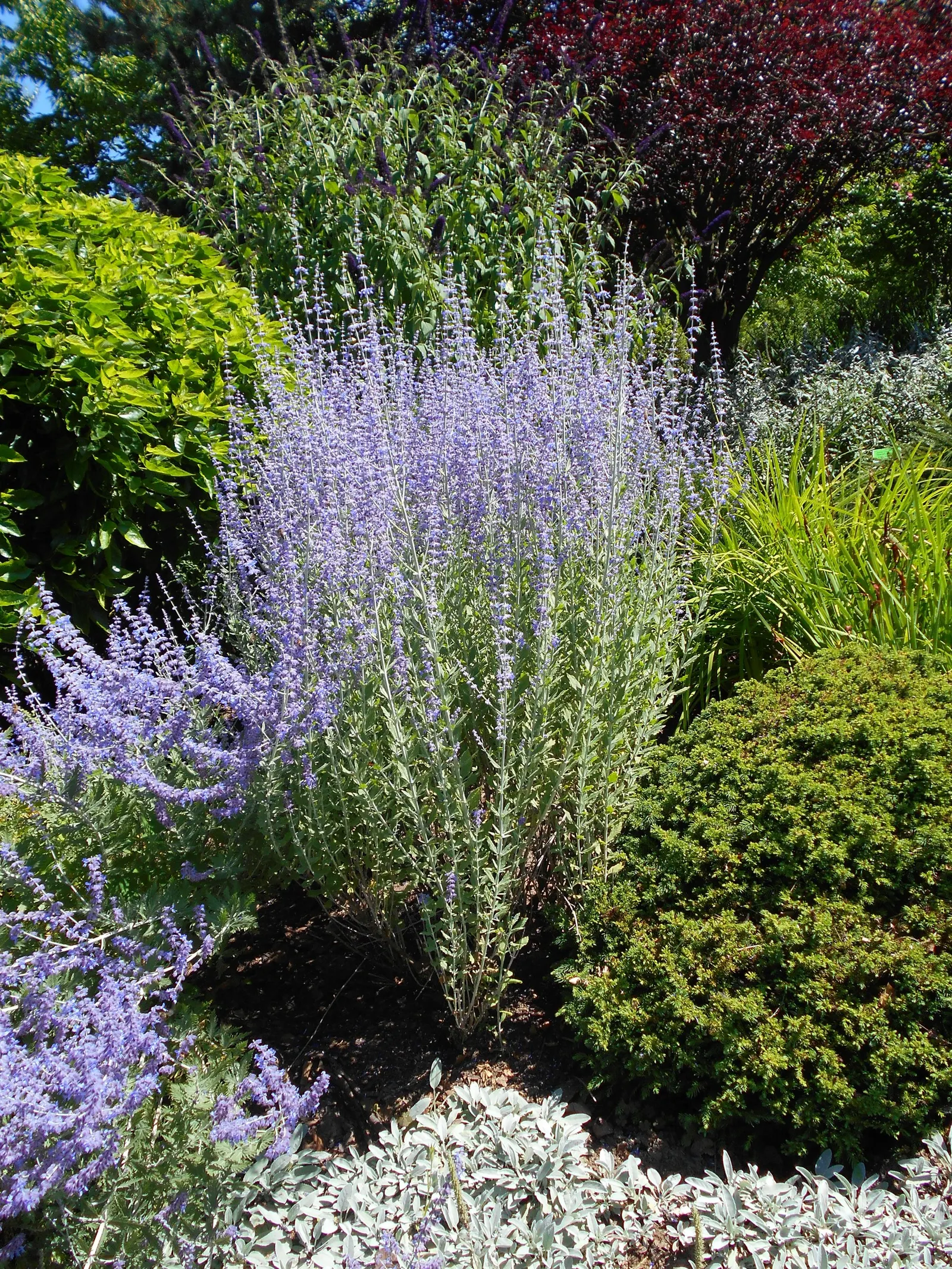 Little Spire Russian Sage (Perovskia 'Little Spire') — This drought-resistant plant thrives in full sun and well-drained soil