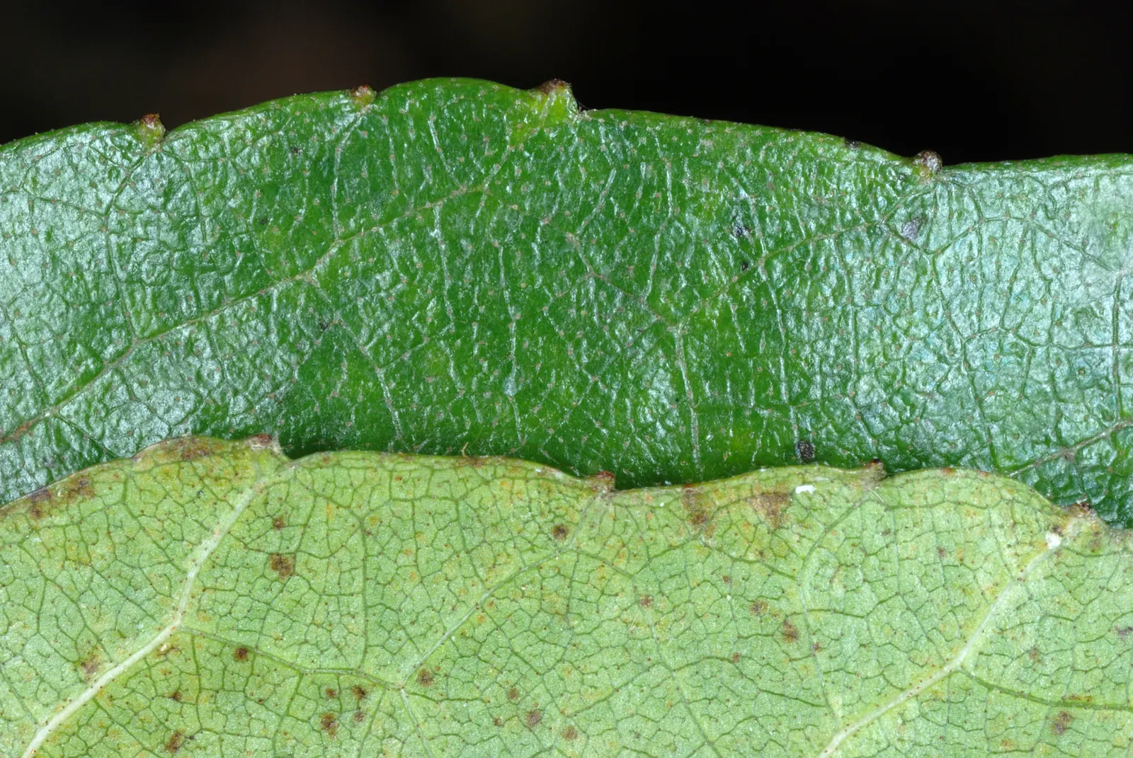 Seaside Alder (Alnus maritima) — scientifically named Alnus maritima