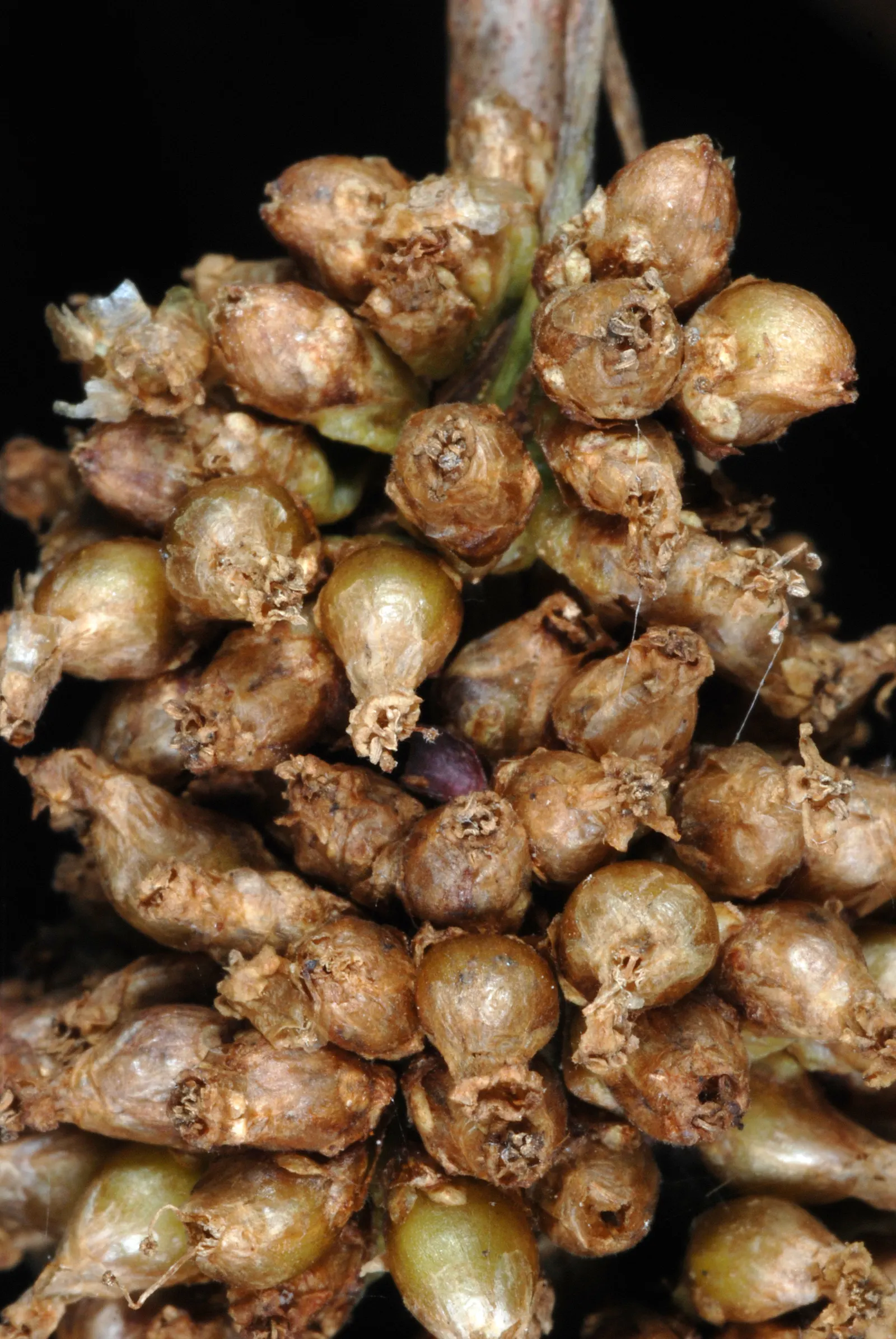 Seaside Alder (Alnus maritima) — Ideal for naturalized areas and riparian settings