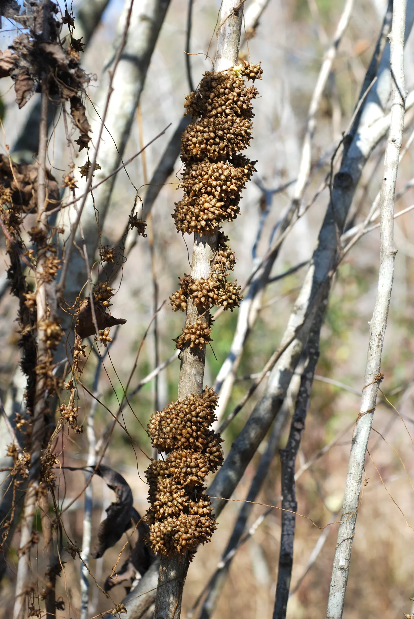 Seaside Alder (Alnus maritima) — is a delightful deciduous tree revered for its adaptability and striking appearance