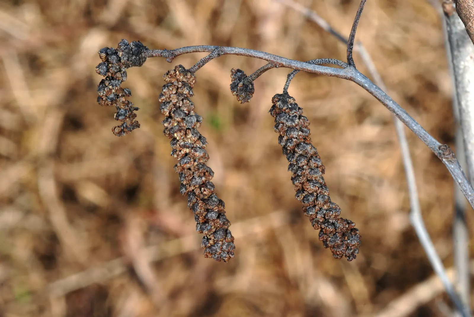Seaside Alder (Alnus maritima) — Features yellow fall foliage and contributes to soil fertility by fixing nitrogen
