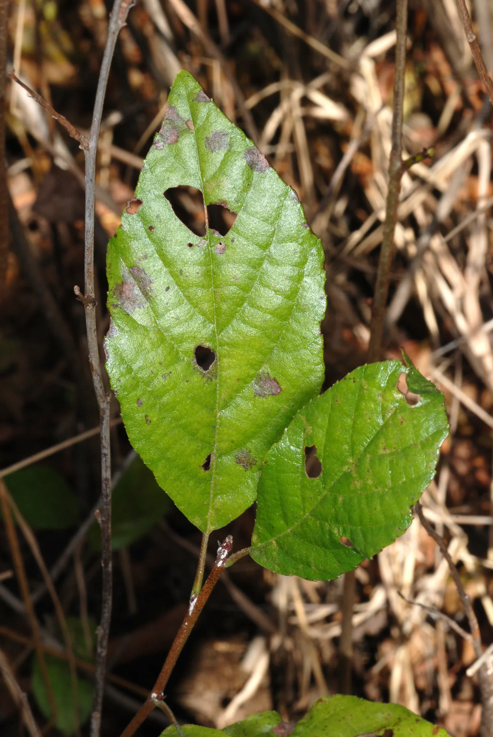 Seaside Alder (Alnus maritima) — with a spread of 10 to 15 feet