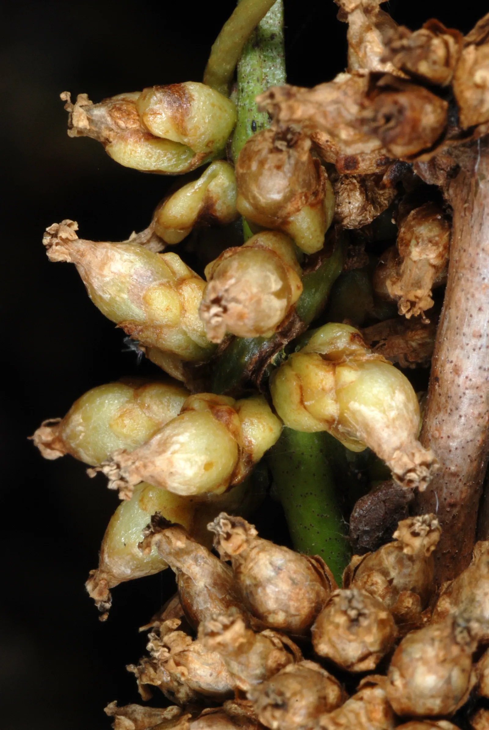 Seaside Alder (Alnus maritima) — grey-brown bark that adds textural interest