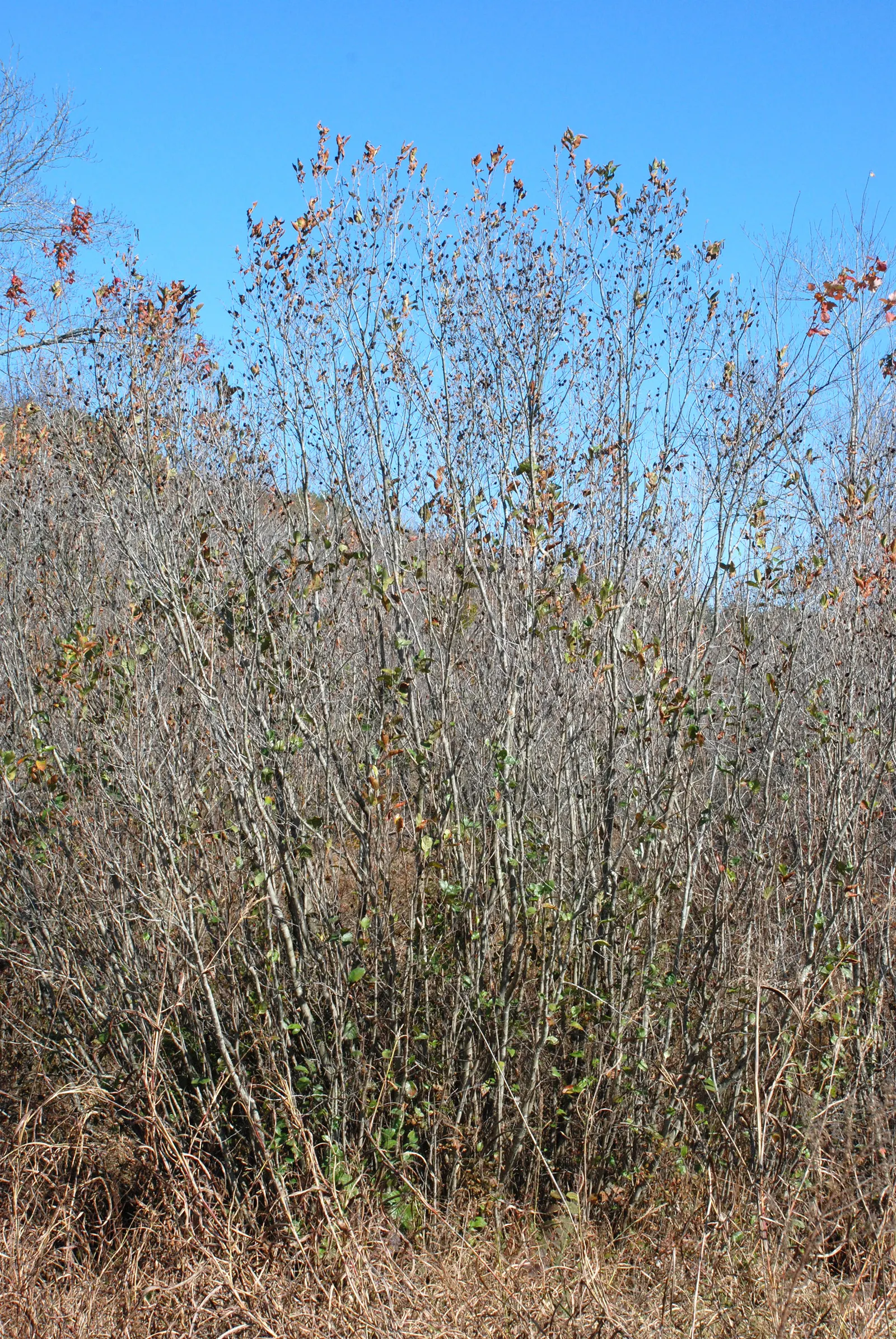 Seaside Alder (Alnus maritima) — showcasing lustrous dark green leaves that span 2 to 4 inches long