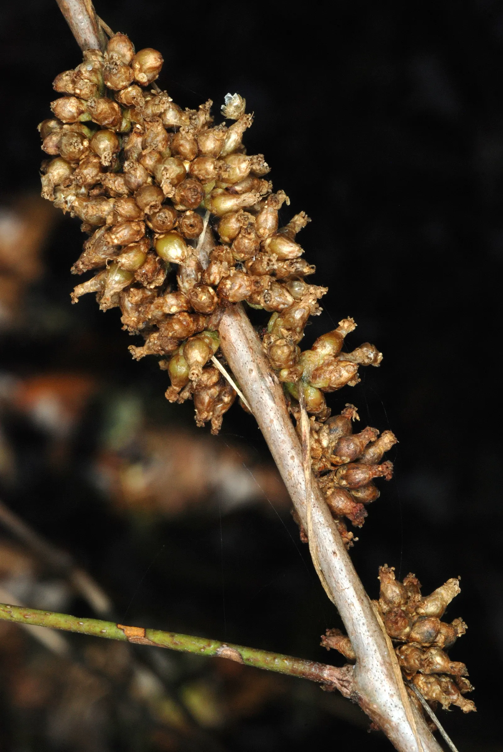 Seaside Alder (Alnus maritima) — this alder forms an oval to rounded canopy that provides dappled shade