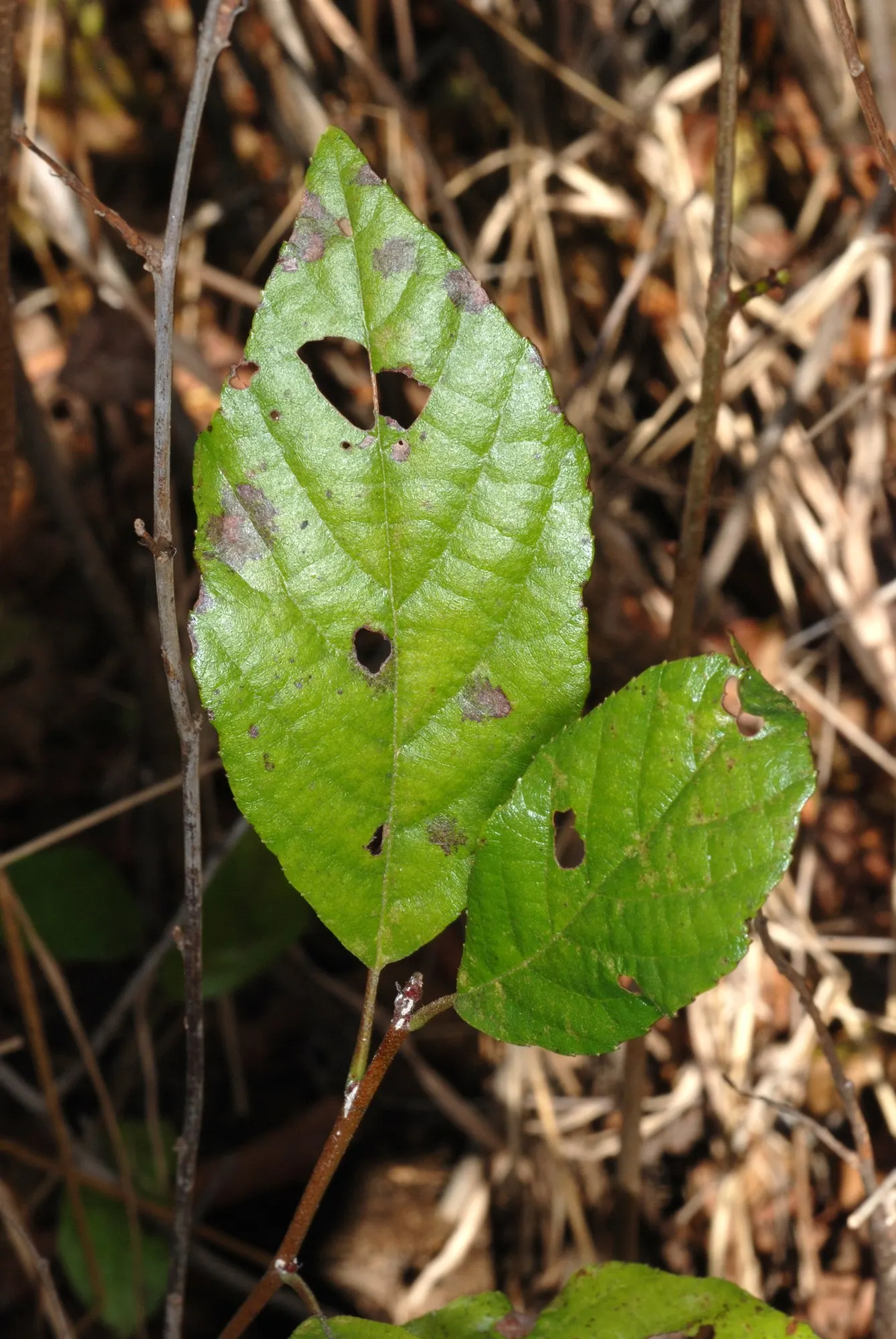 Seaside Alder (Alnus maritima) — The seeds it bears provide food for local wildlife