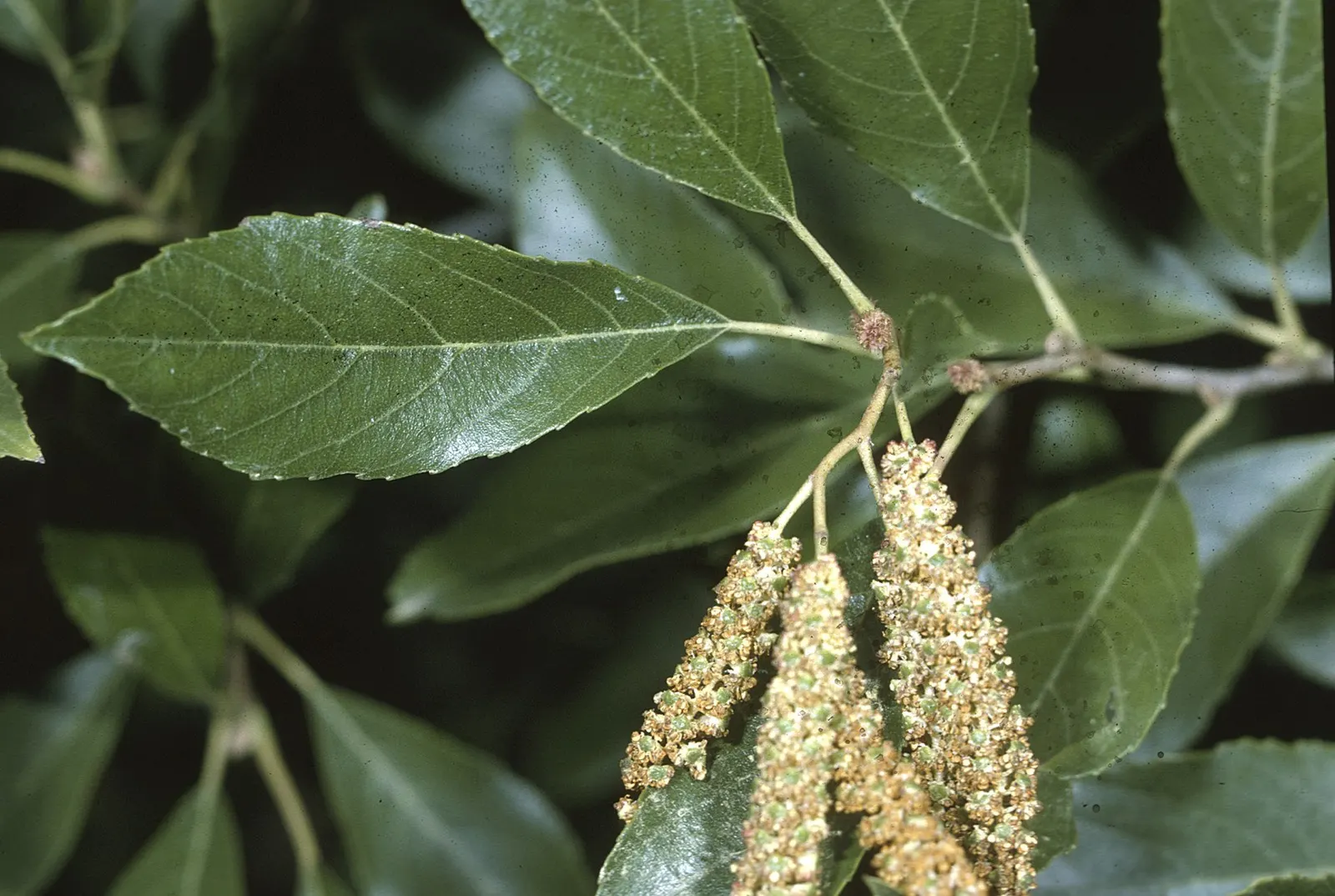 Seaside Alder (Alnus maritima) — enhancing the ecological value of your garden.<br><br>When planted