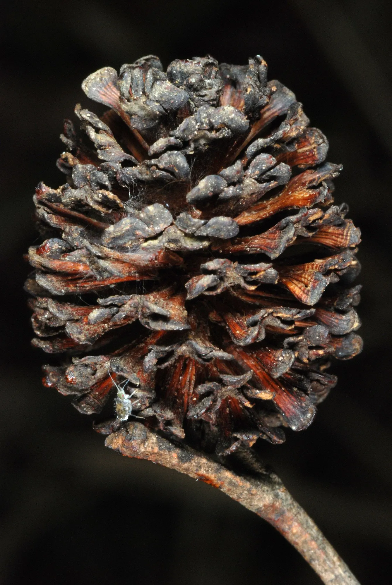 Seaside Alder (Alnus maritima) — with male catkins measuring up to 2 inches long