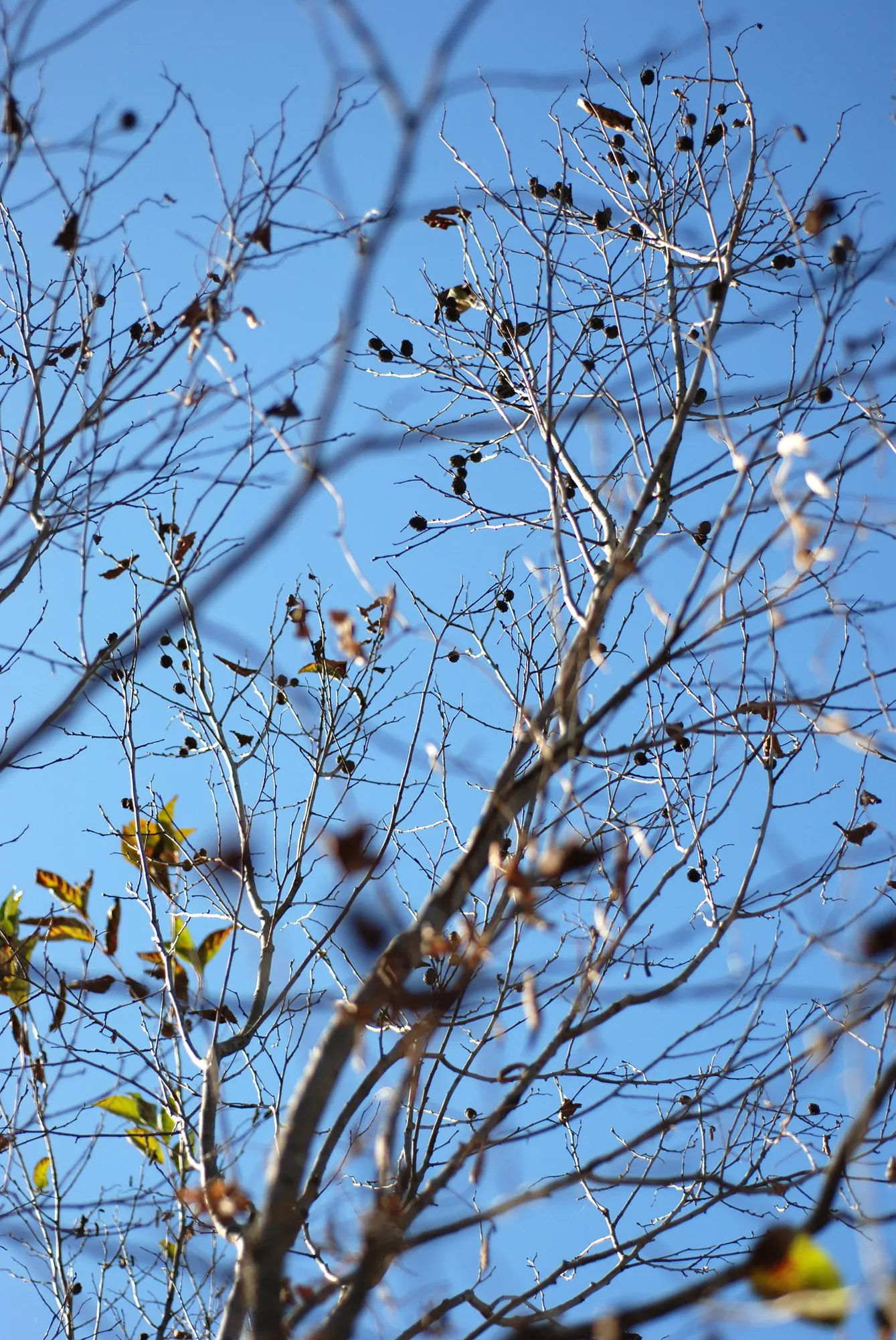 Seaside Alder (Alnus maritima) — making it an excellent choice for coastal landscapes.<br><br>In late summer to early fall