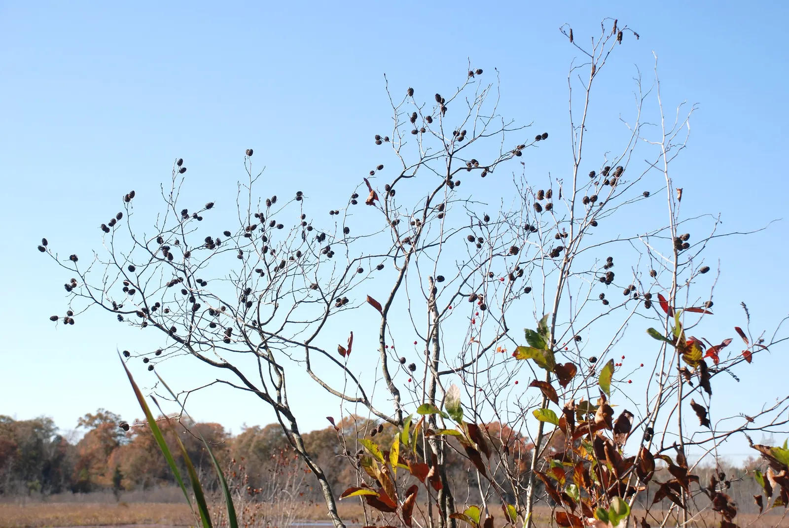 Seaside Alder (Alnus maritima) — shrub / tree for full or half