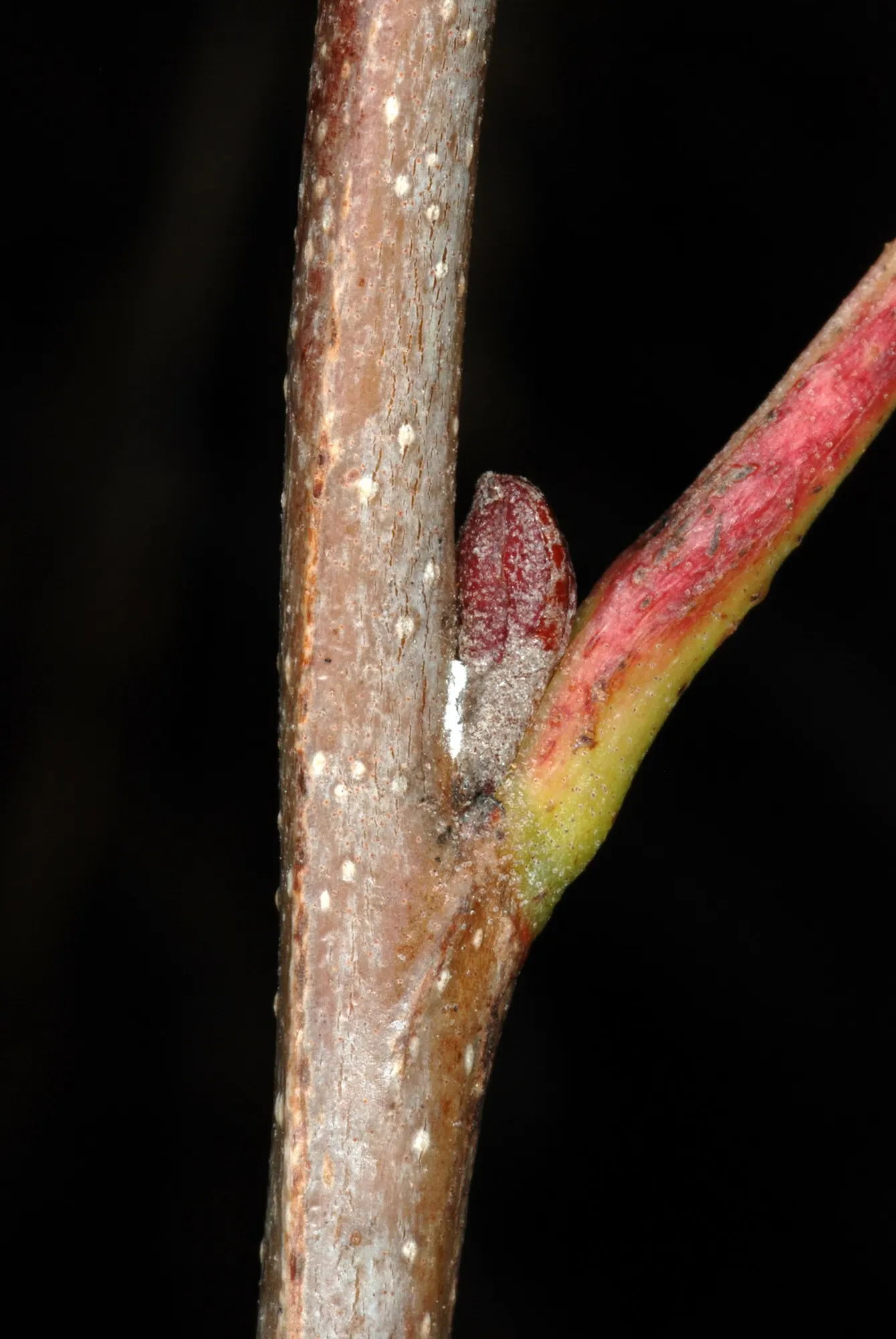Seaside Alder (Alnus maritima) — The Seaside Alder is relatively low-maintenance