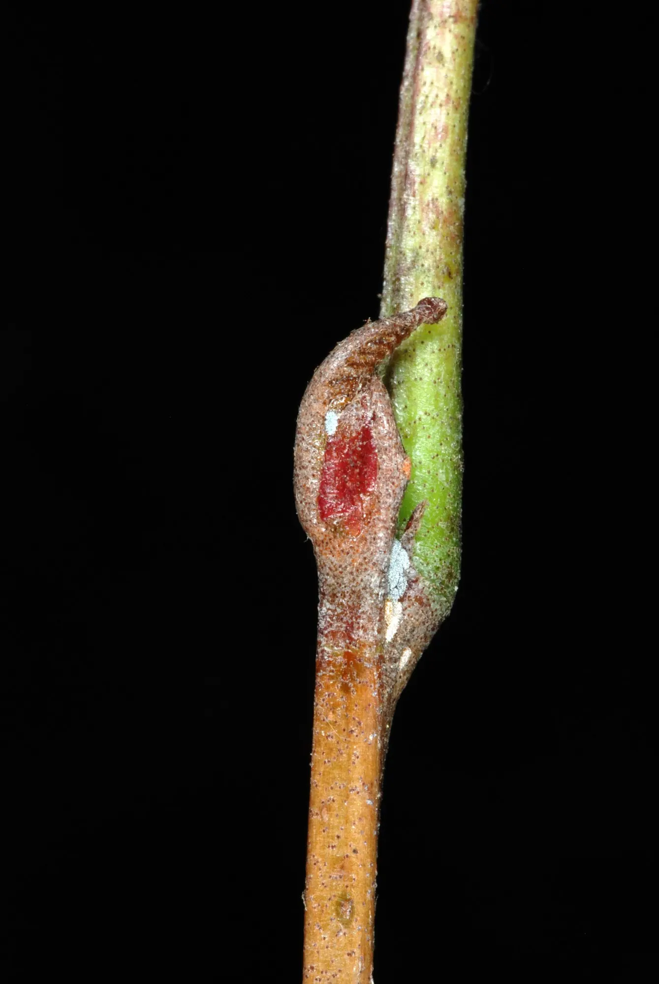 Seaside Alder (Alnus maritima) — often found naturally along stream banks and marshy areas