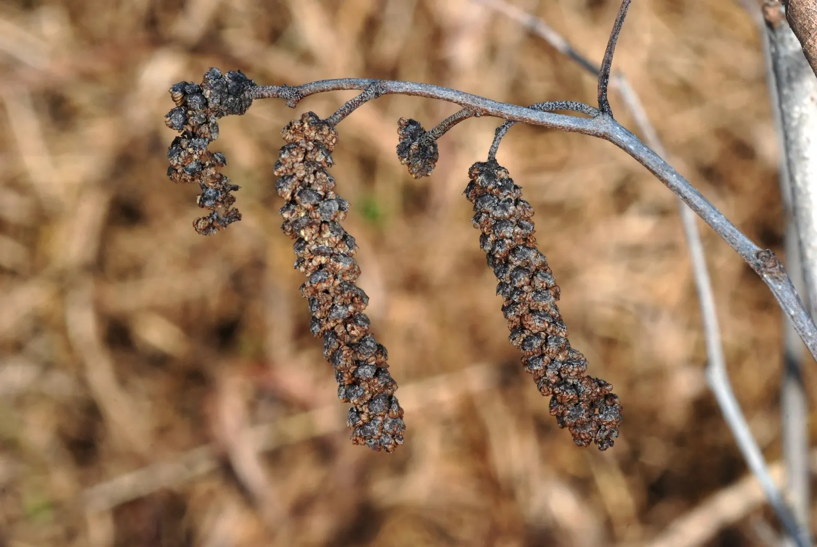Seaside Alder (Alnus maritima) — shrub / tree with yellow blooms