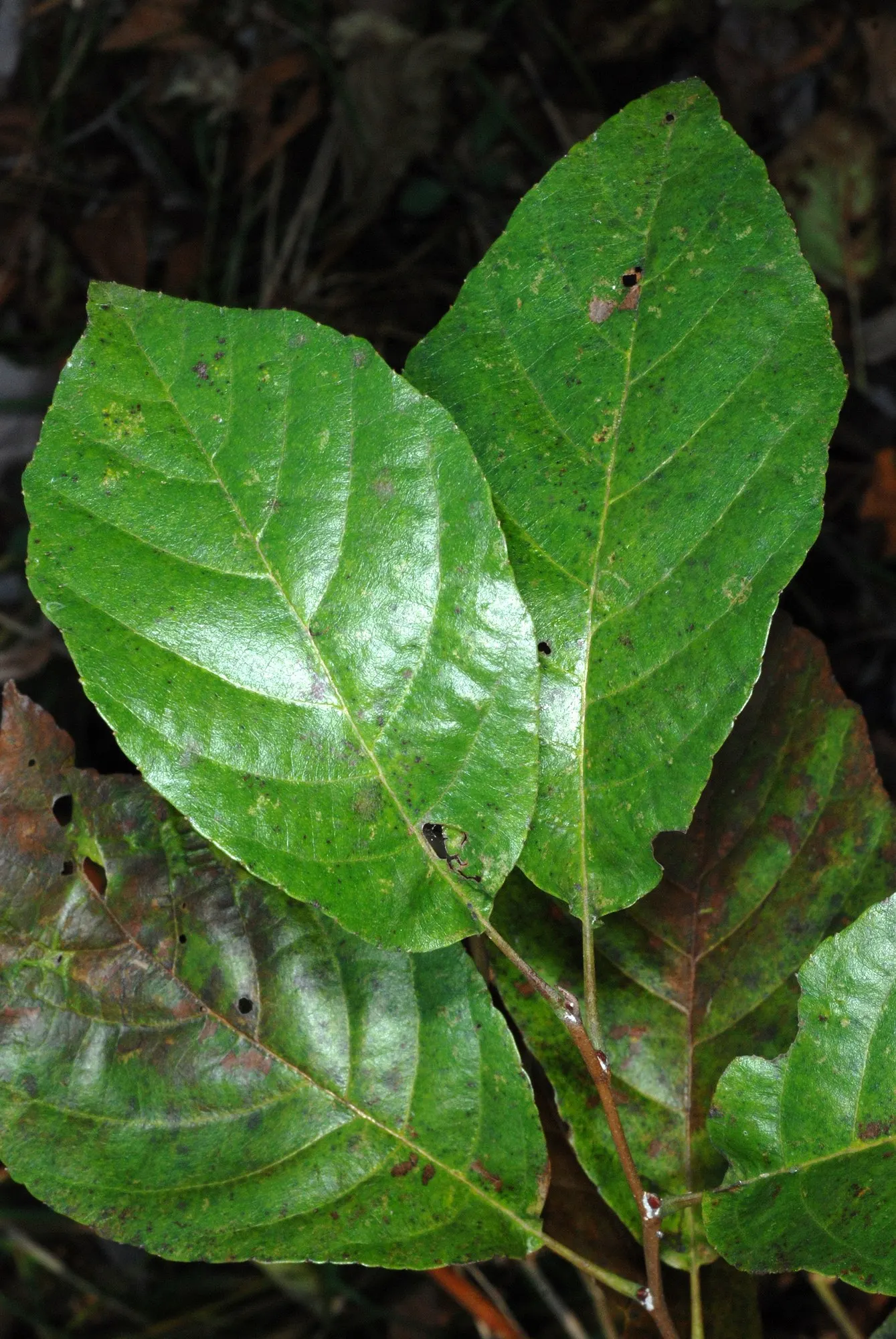 Seaside Alder (Alnus maritima) — It is well-suited for areas with wet conditions